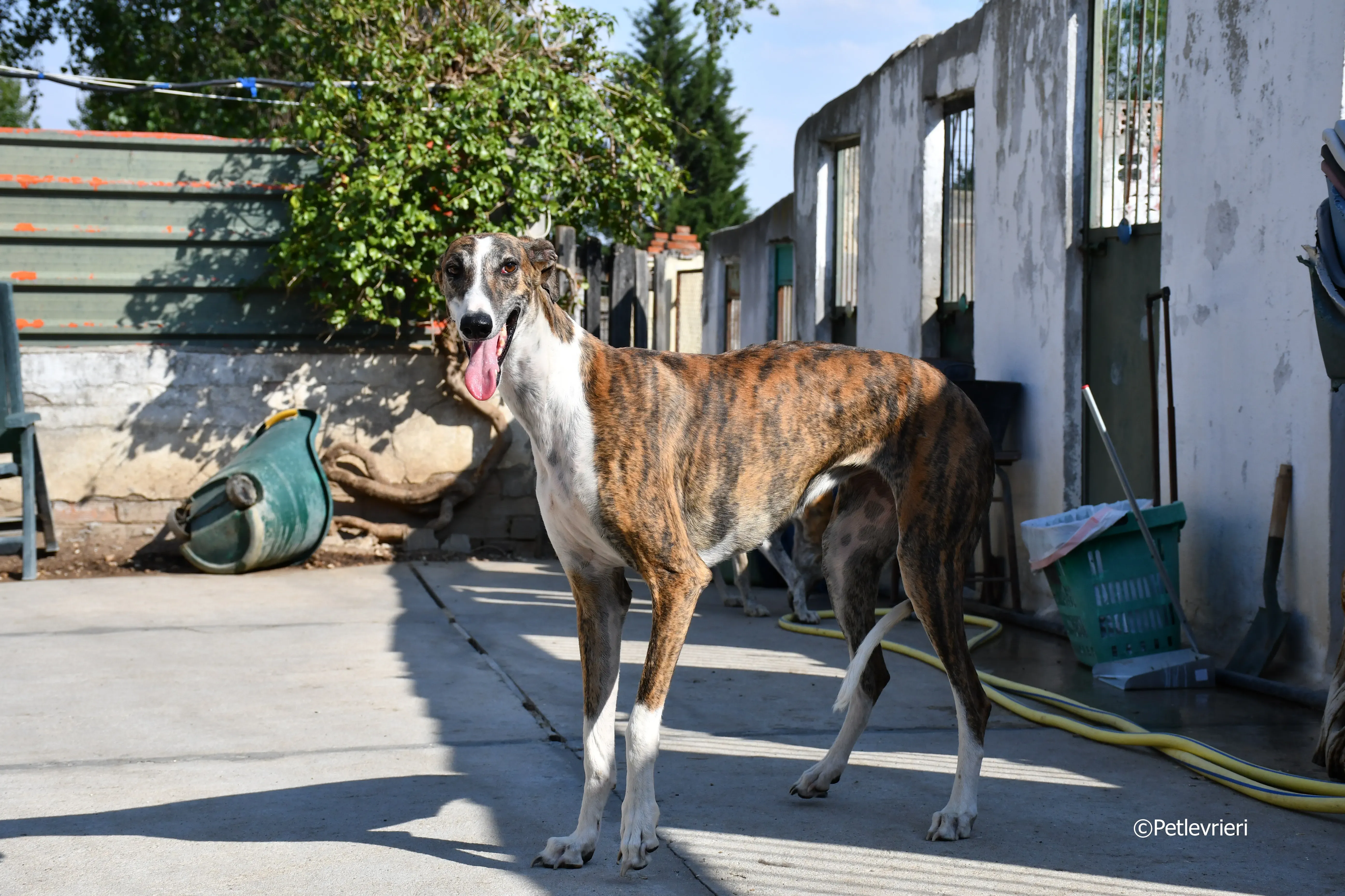 calcetines adozione levrieri galgo 12