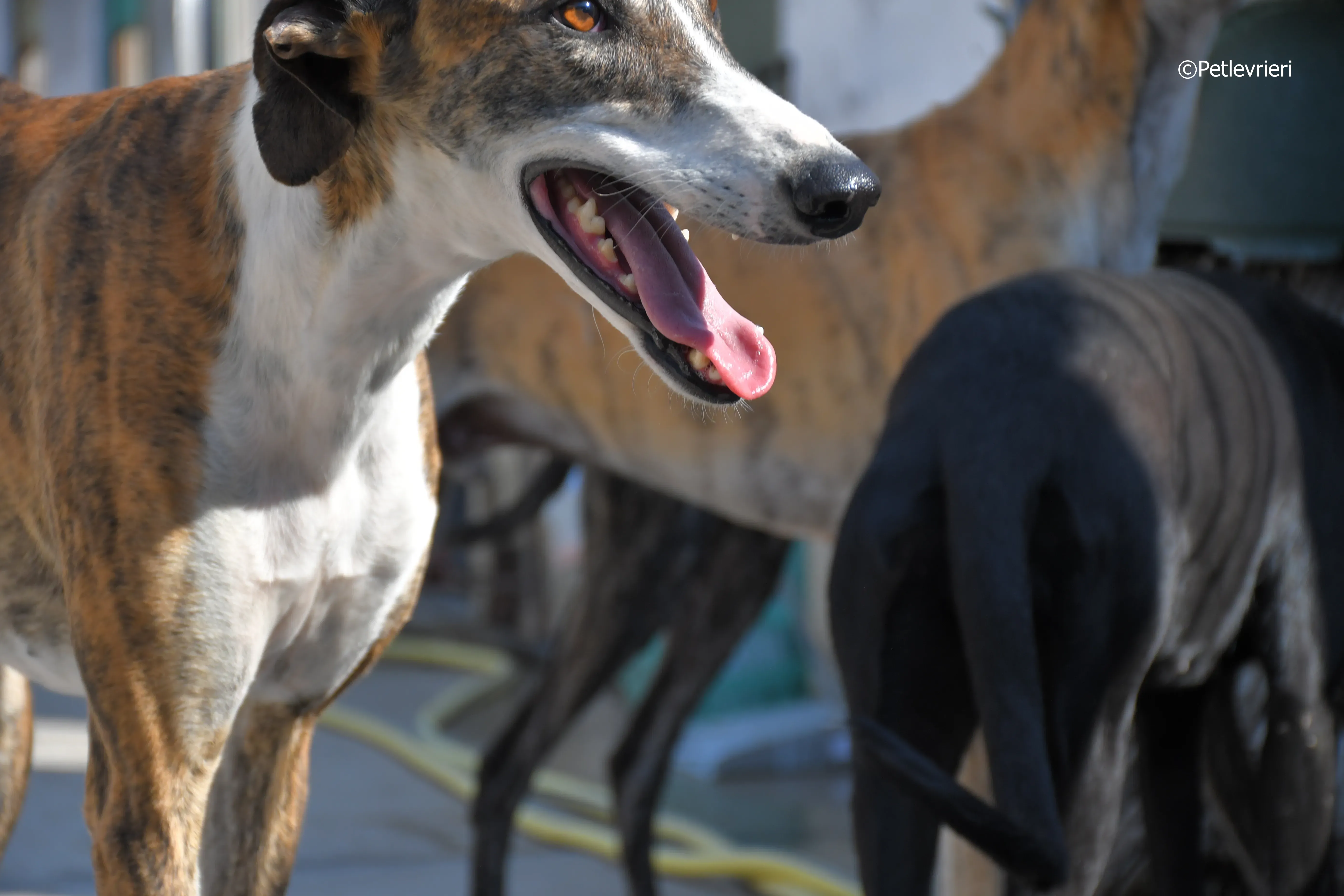 calcetines adozione levrieri galgo 13