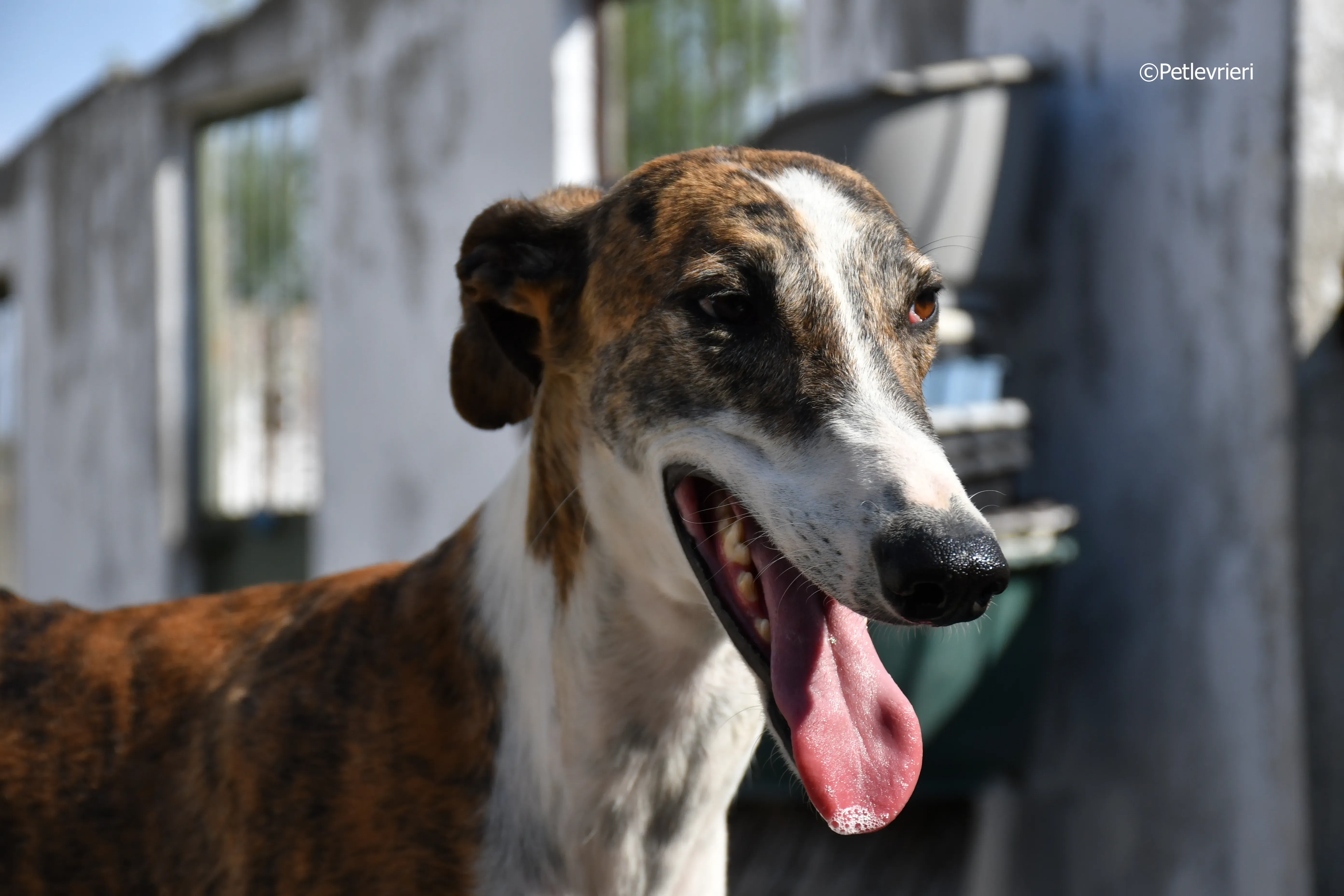 calcetines adozione levrieri galgo 14
