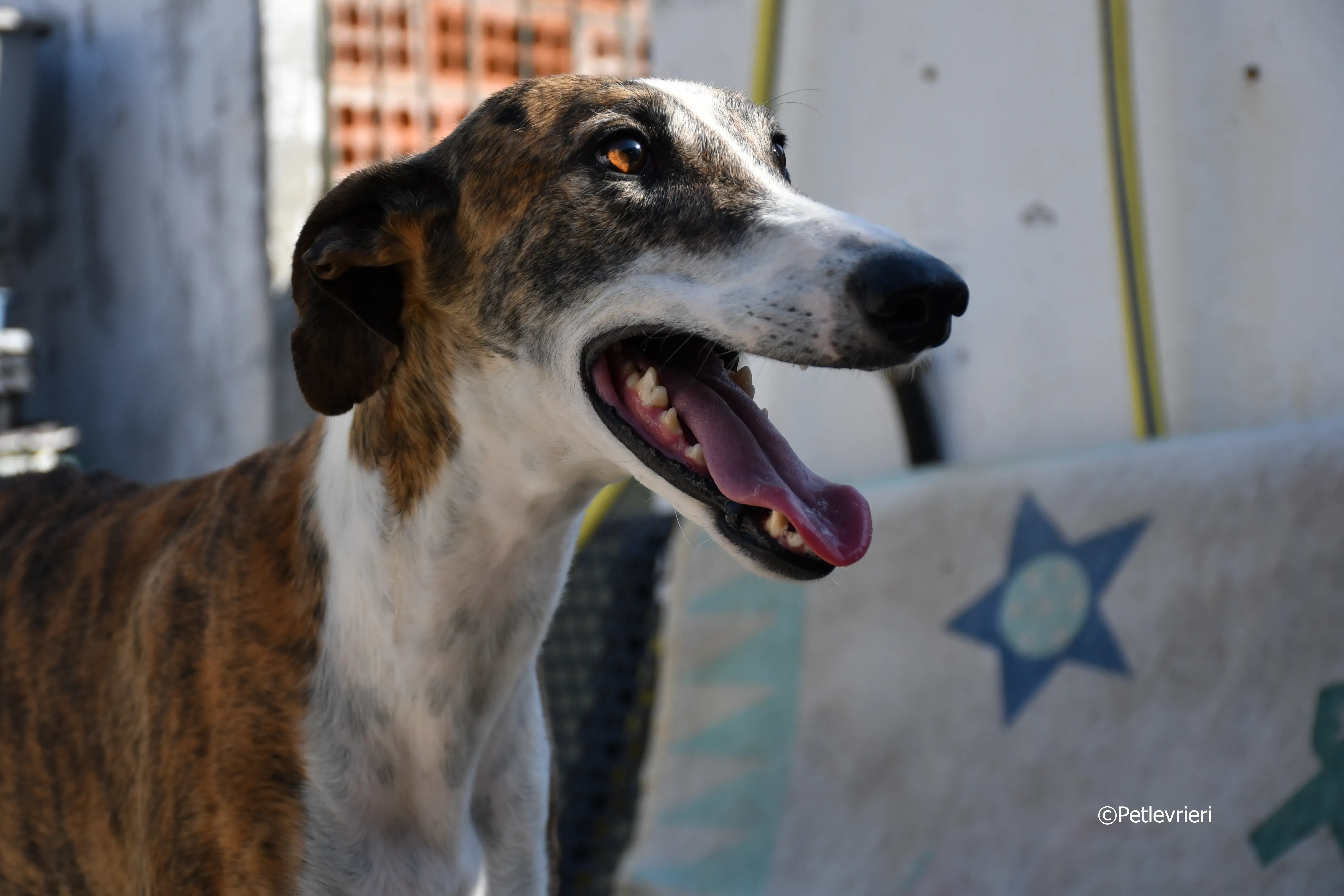 calcetines adozione levrieri galgo 16