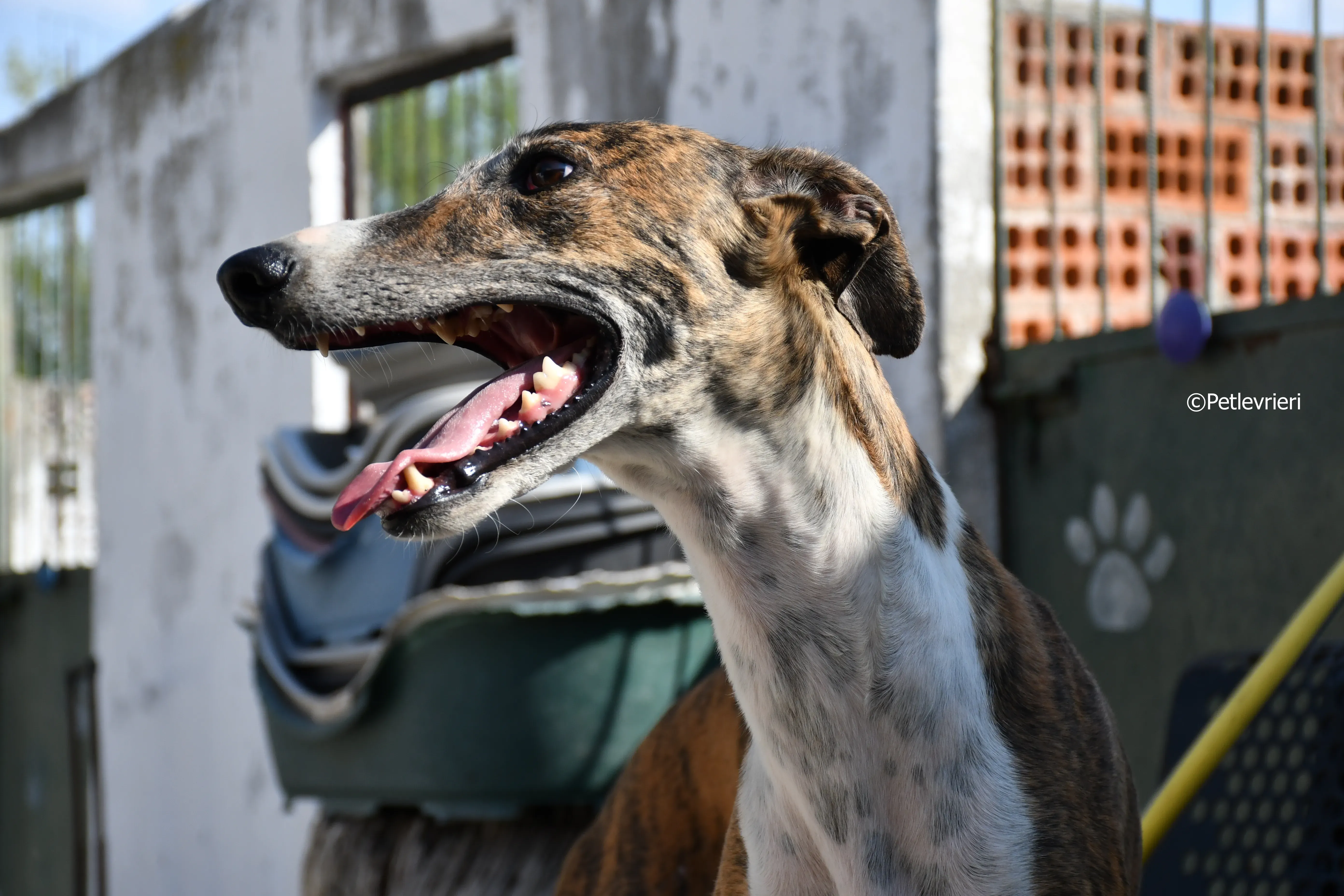 calcetines adozione levrieri galgo 17