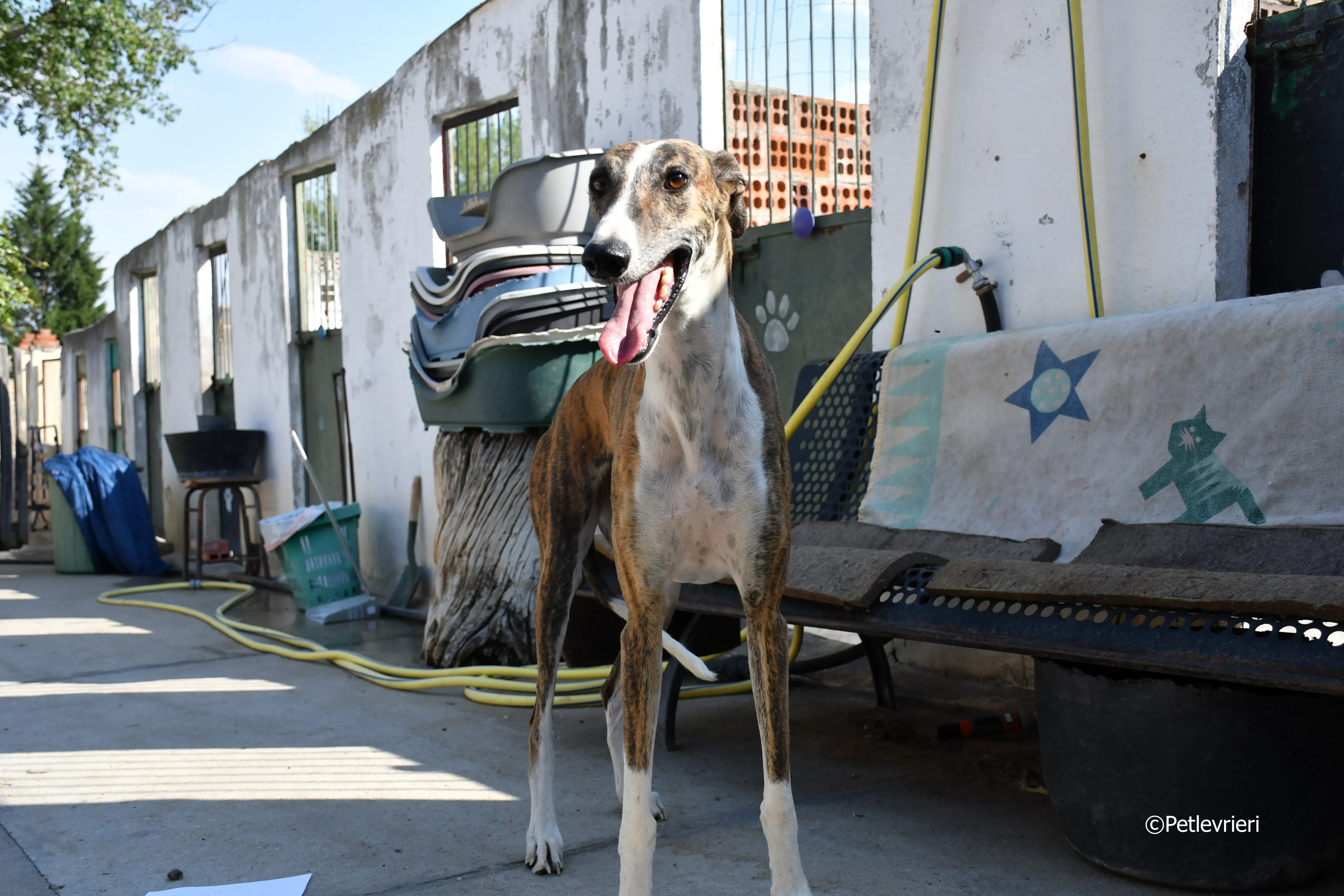 calcetines adozione levrieri galgo 18