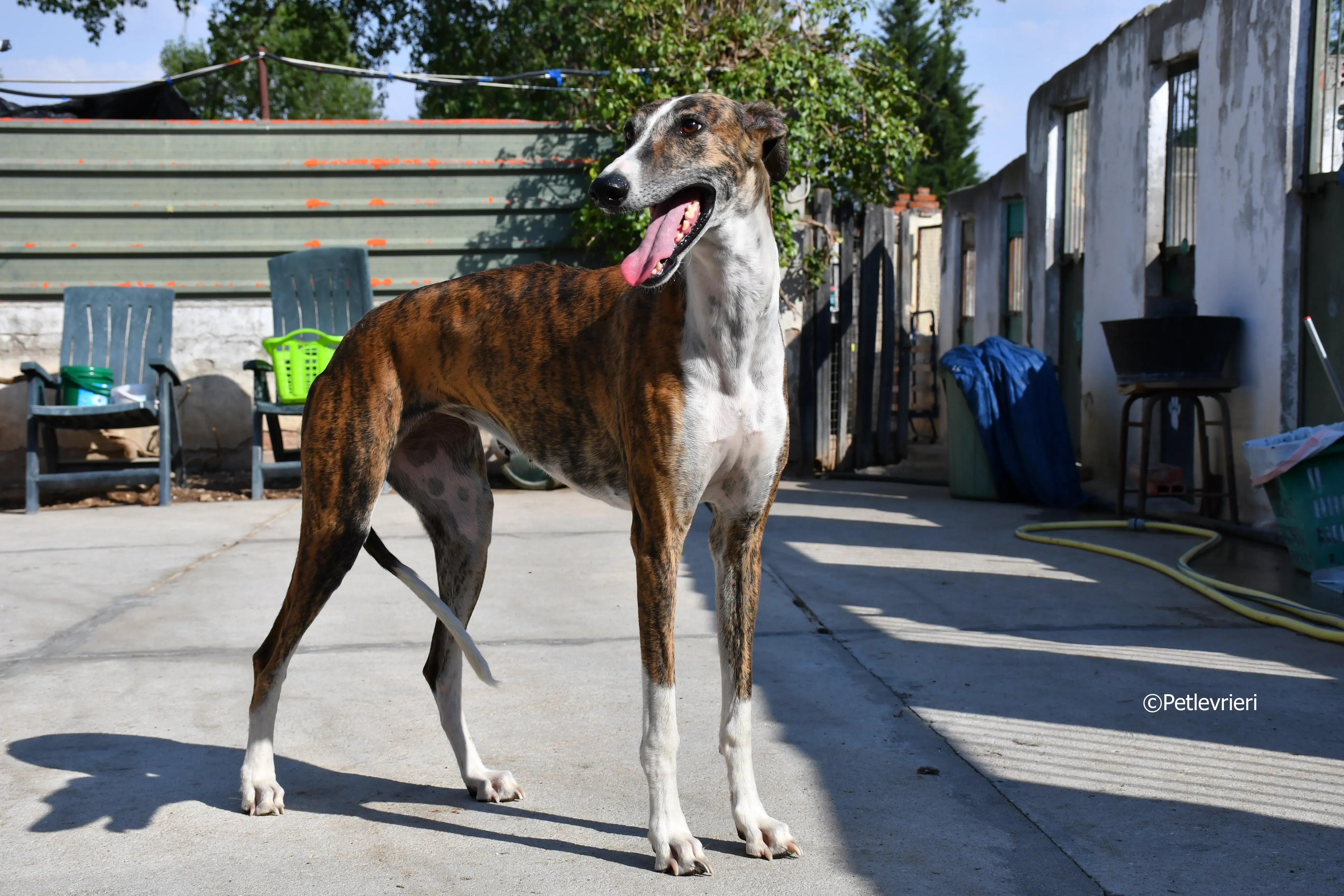 calcetines adozione levrieri galgo 19