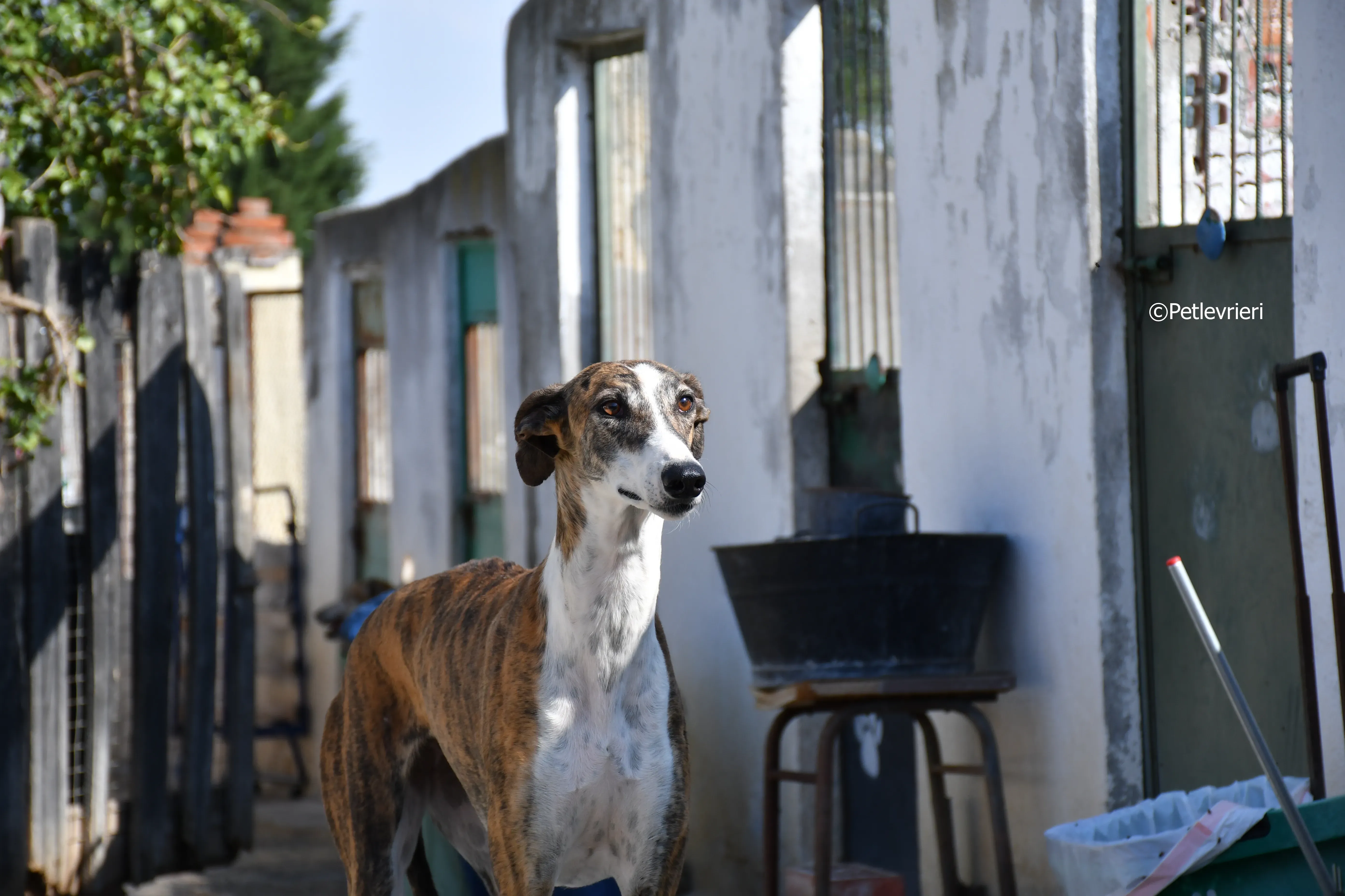 calcetines adozione levrieri galgo 3
