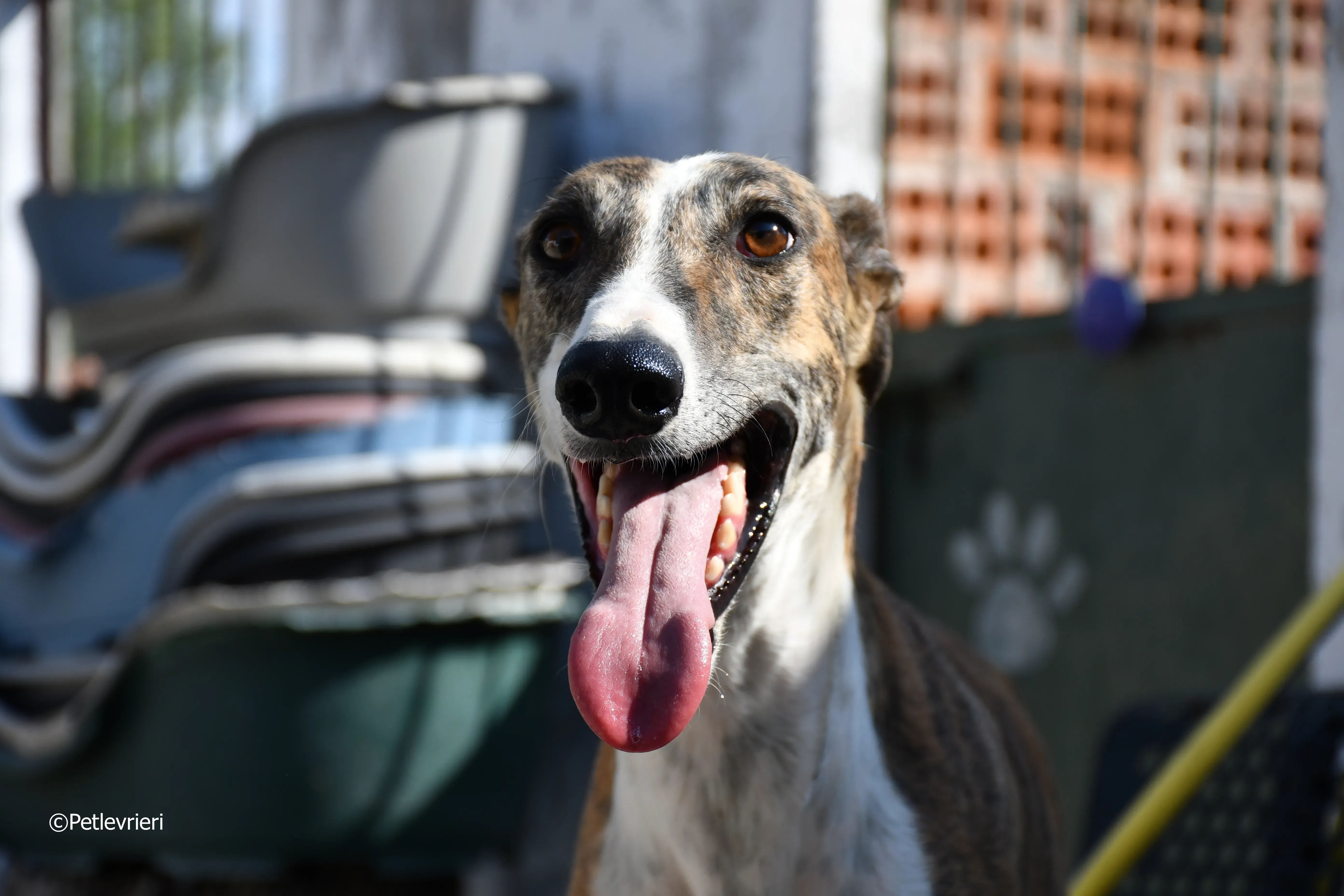 calcetines adozione levrieri galgo 20