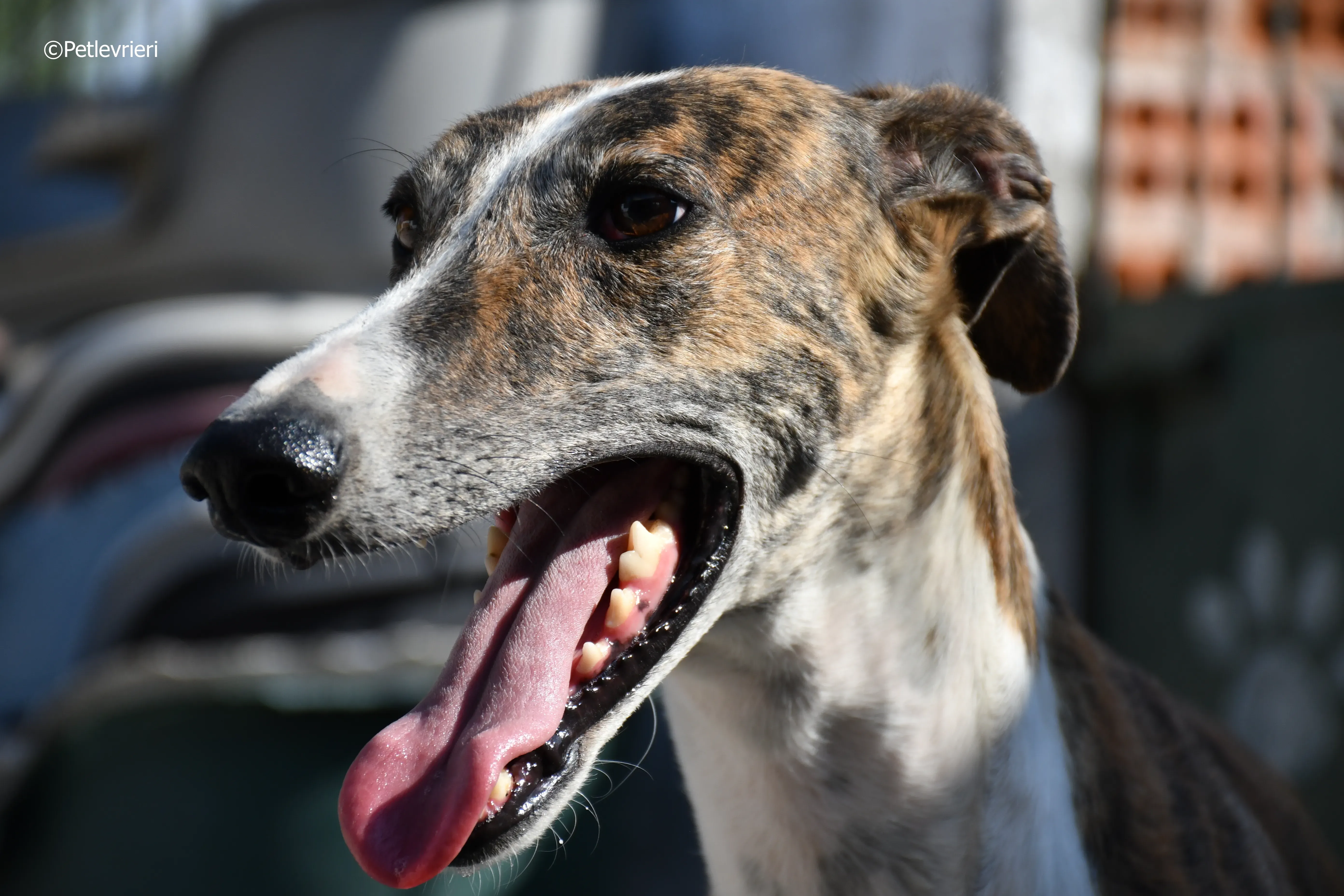 calcetines adozione levrieri galgo 21