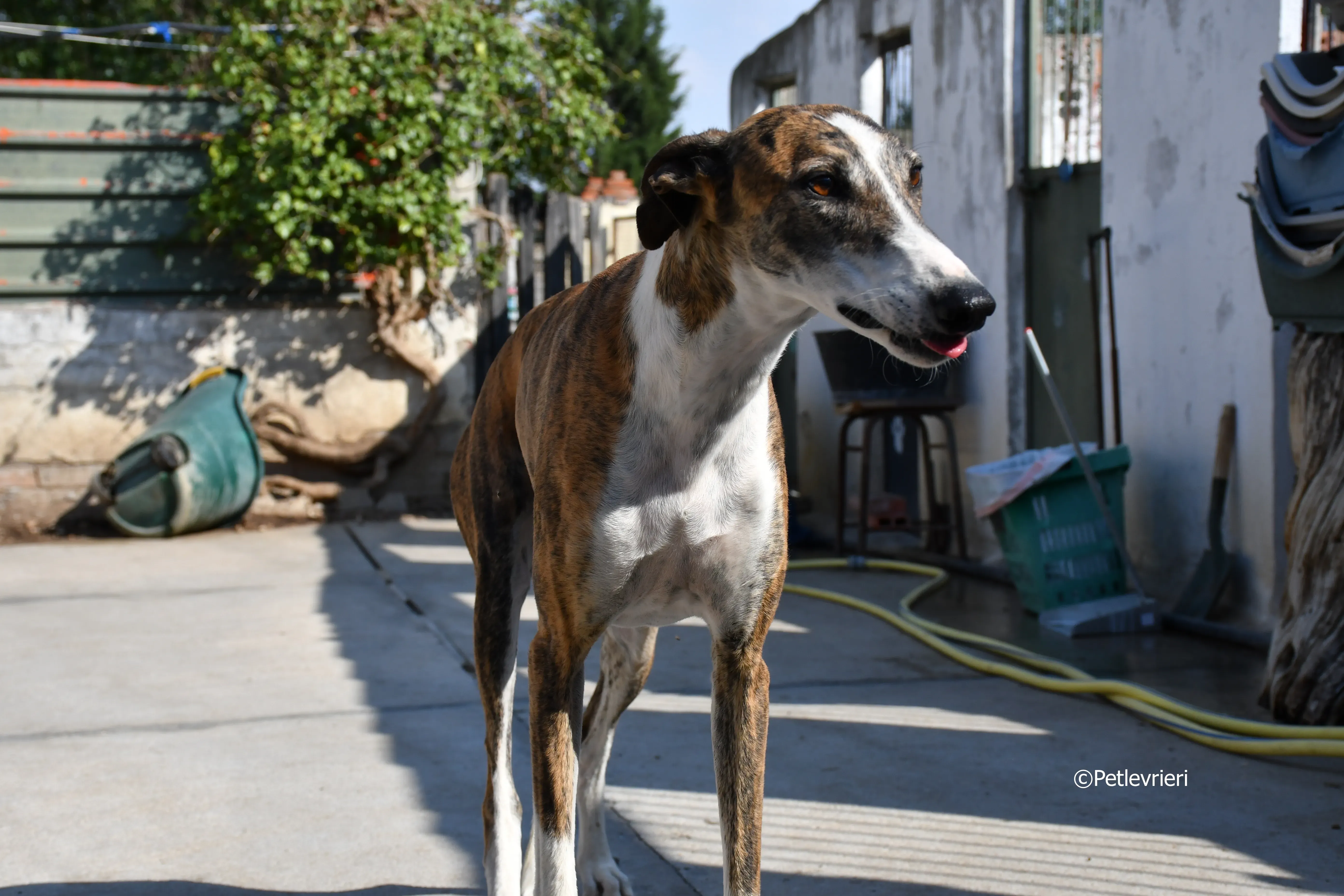 calcetines adozione levrieri galgo 22