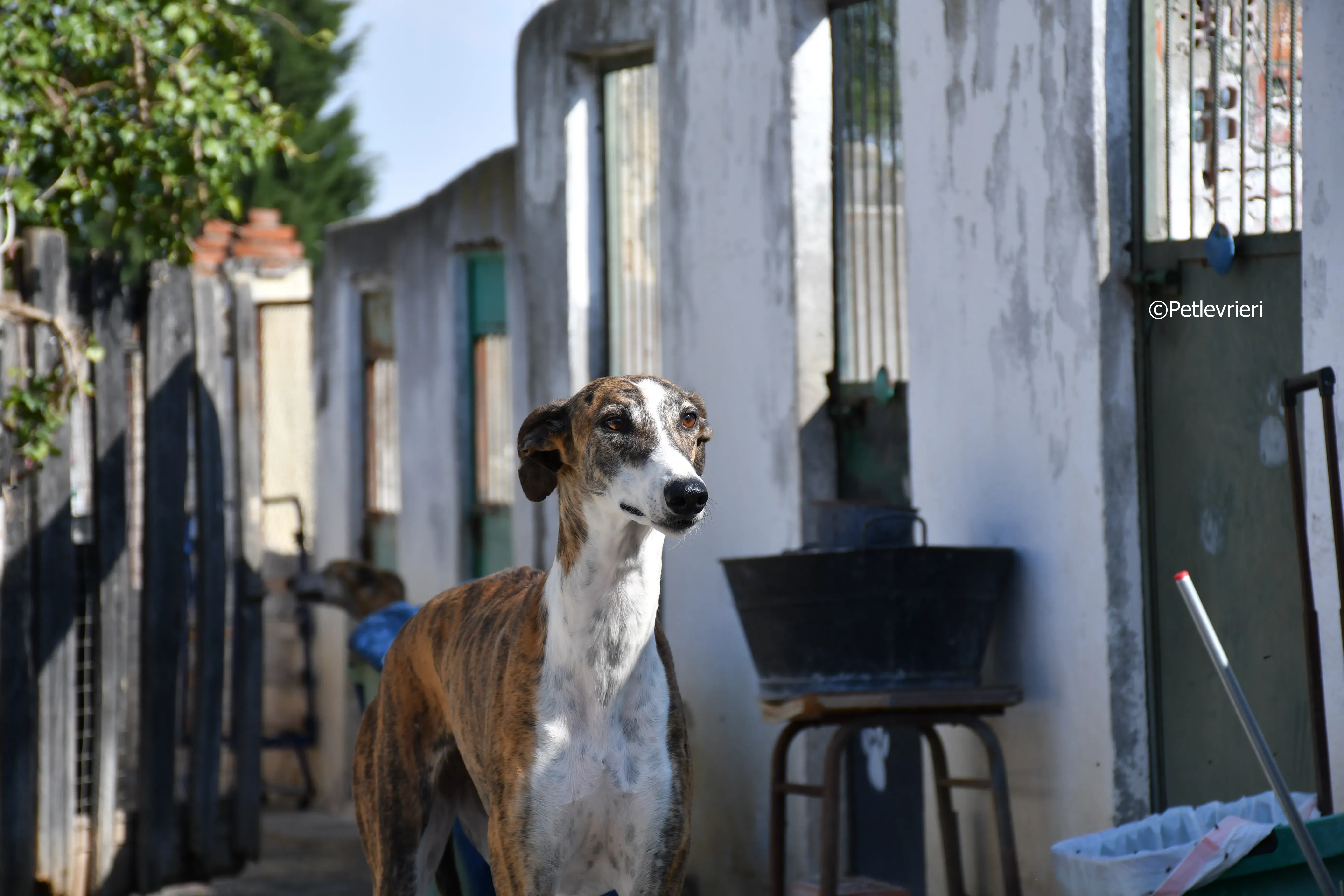calcetines adozione levrieri galgo 4