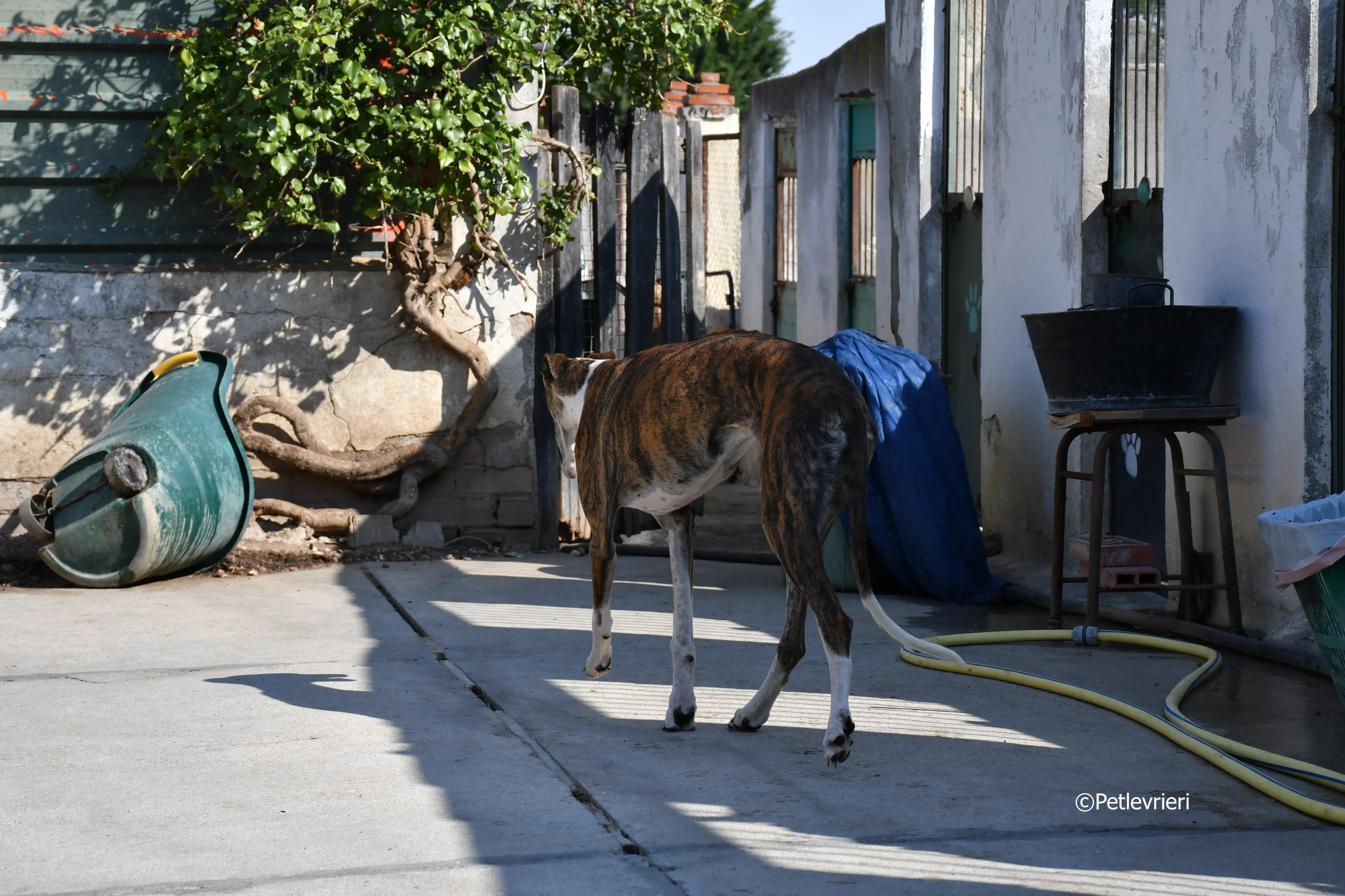 calcetines adozione levrieri galgo 6