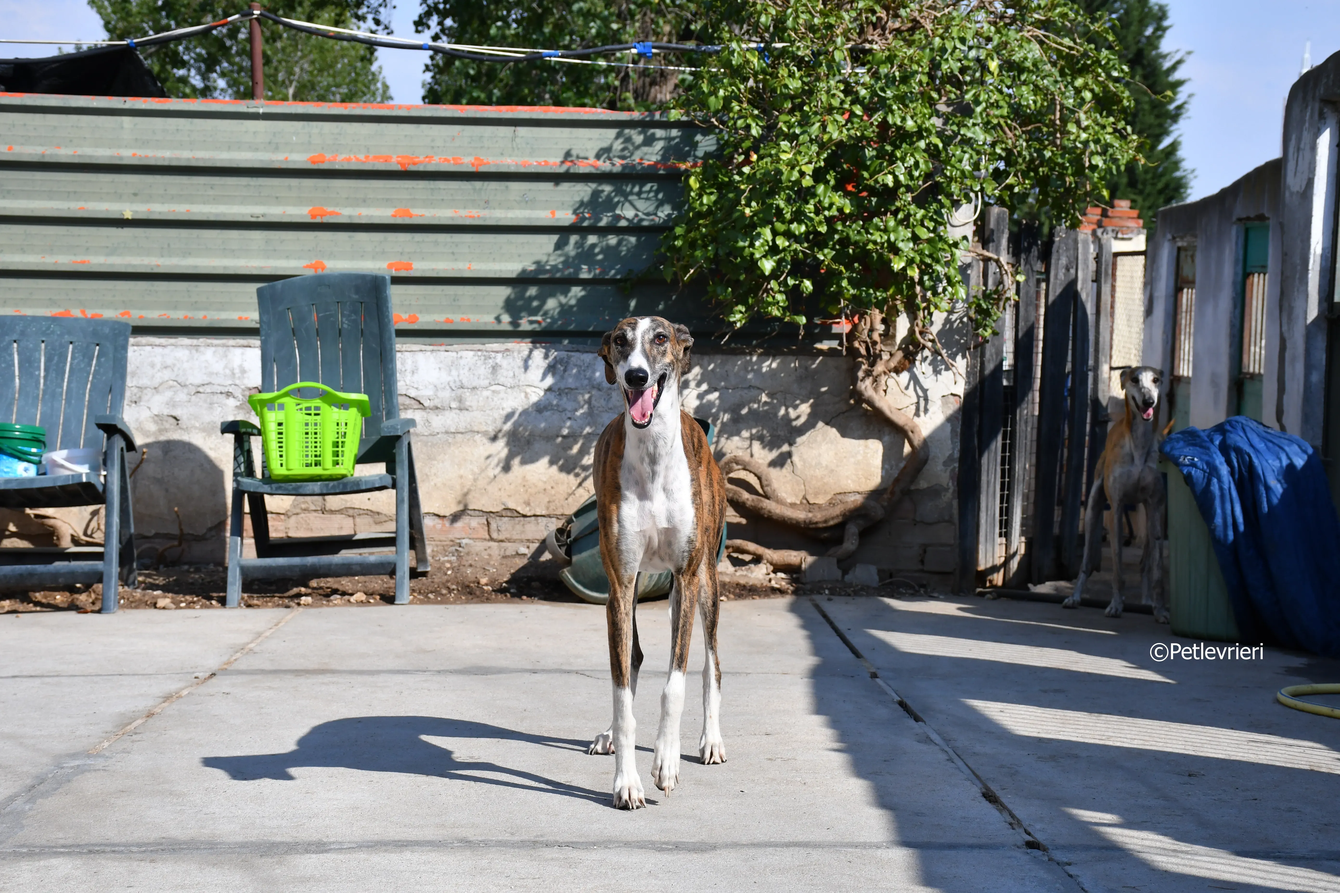 calcetines adozione levrieri galgo 8