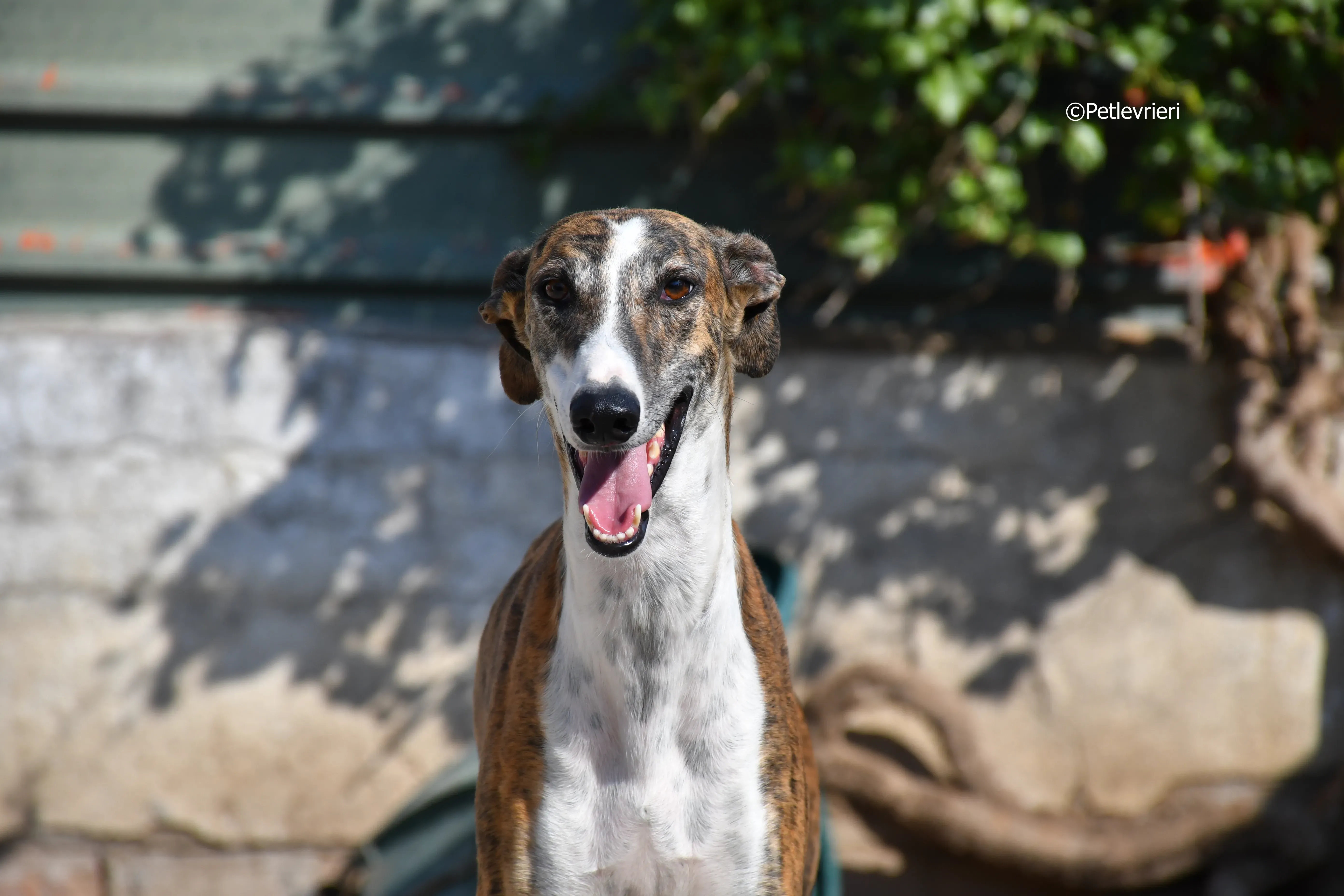 calcetines adozione levrieri galgo 9