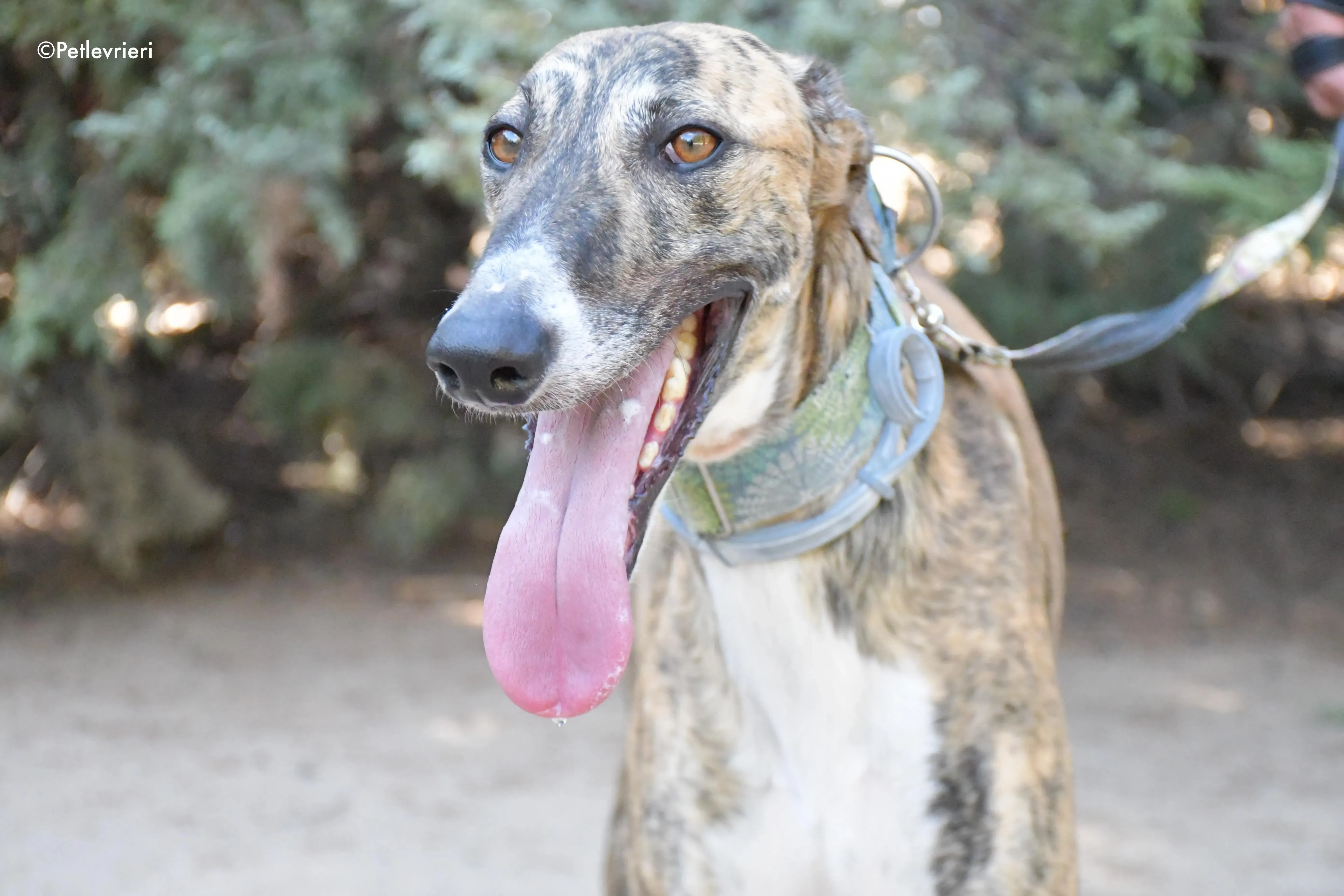 calcetines adozione levrieri galgo 1