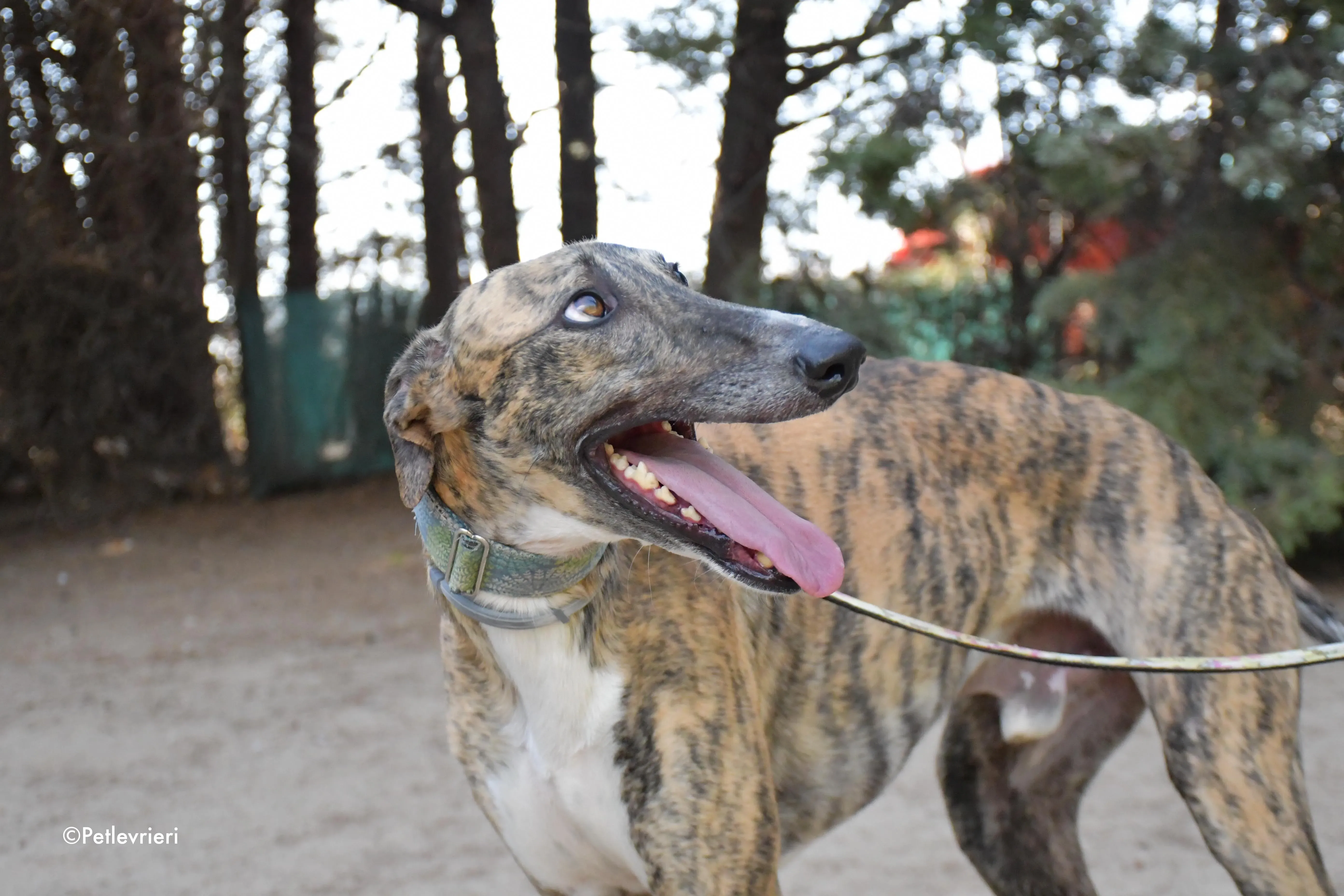calcetines adozione levrieri galgo 10