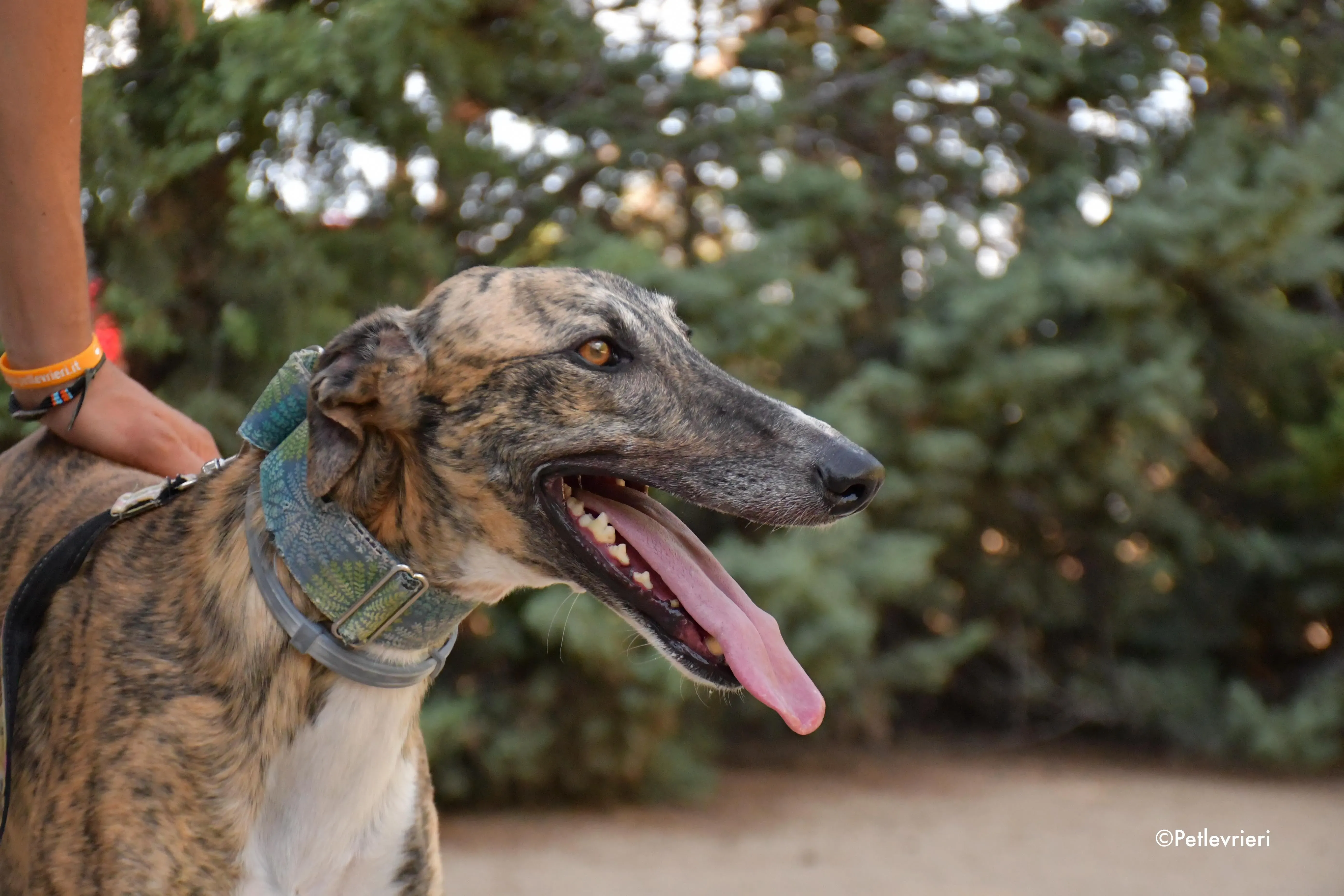 calcetines adozione levrieri galgo 11