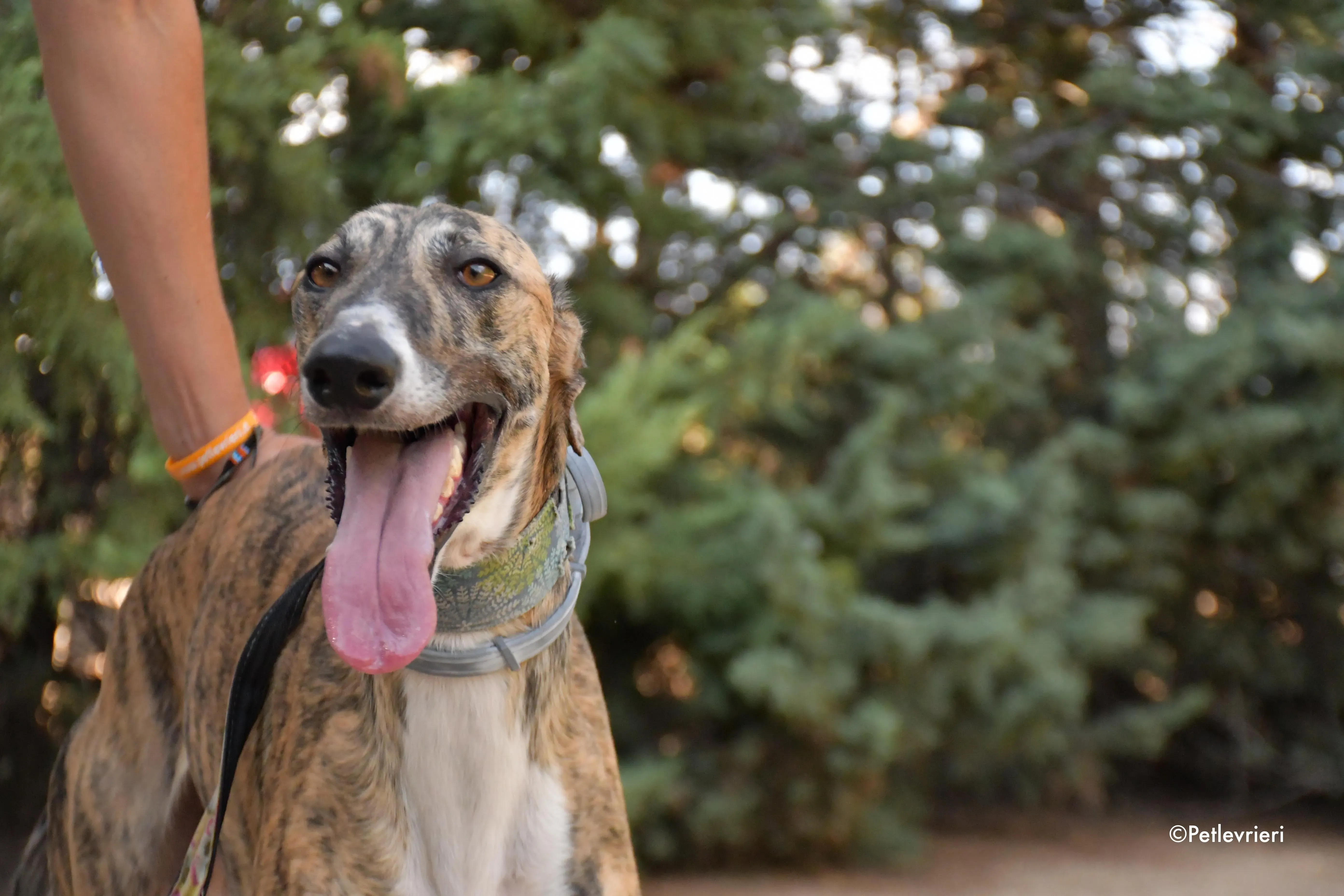 calcetines adozione levrieri galgo 12