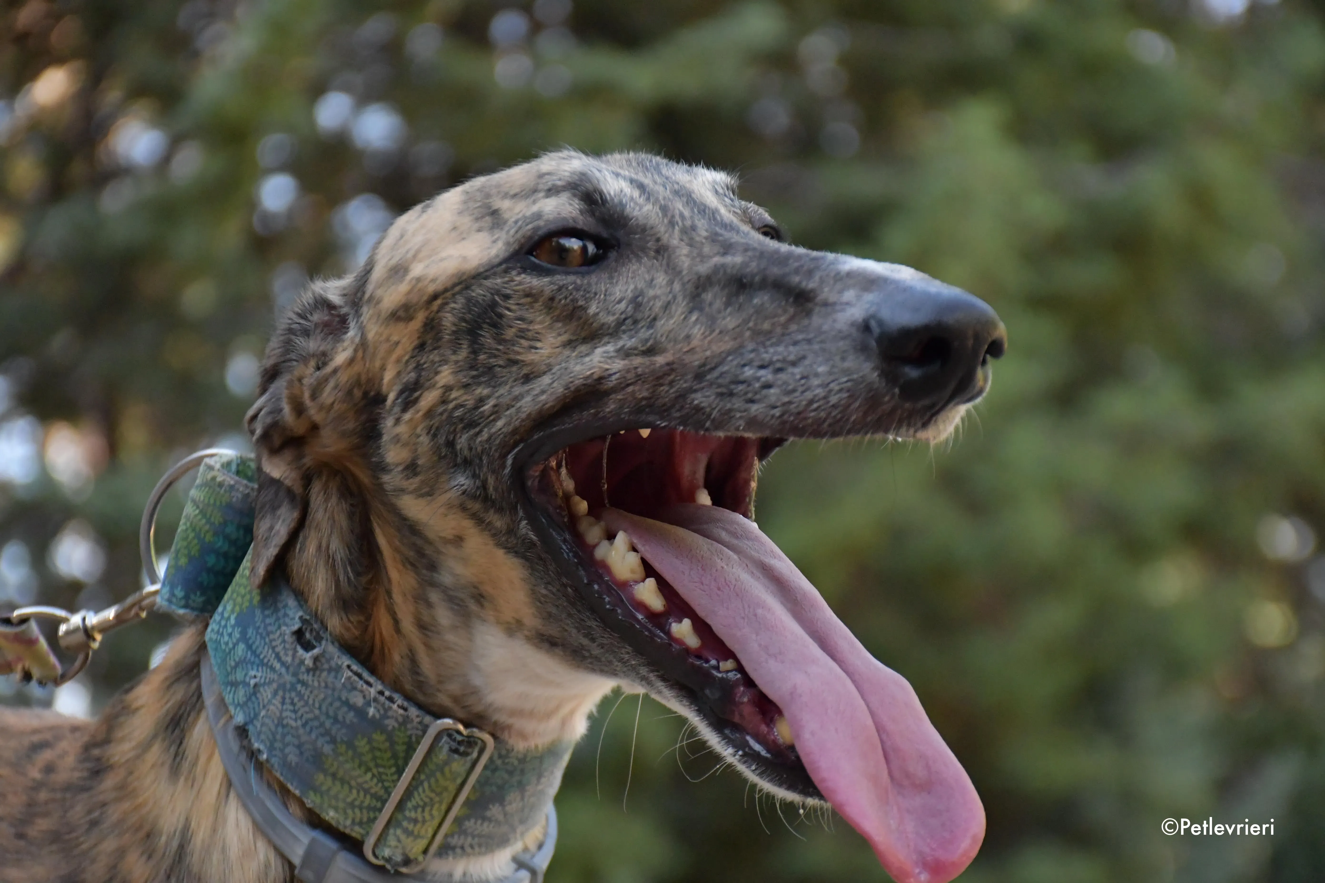 calcetines adozione levrieri galgo 13