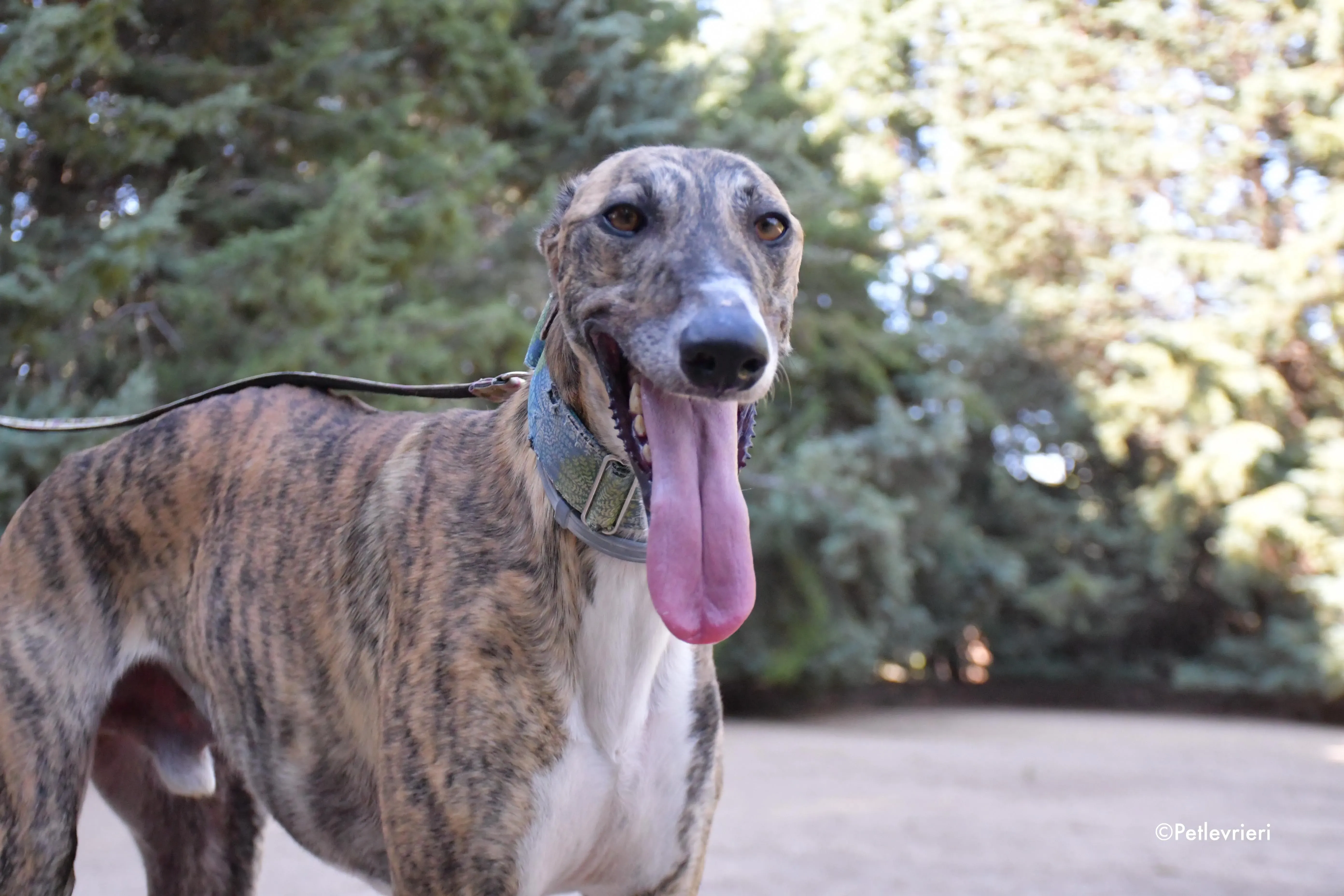 calcetines adozione levrieri galgo 14