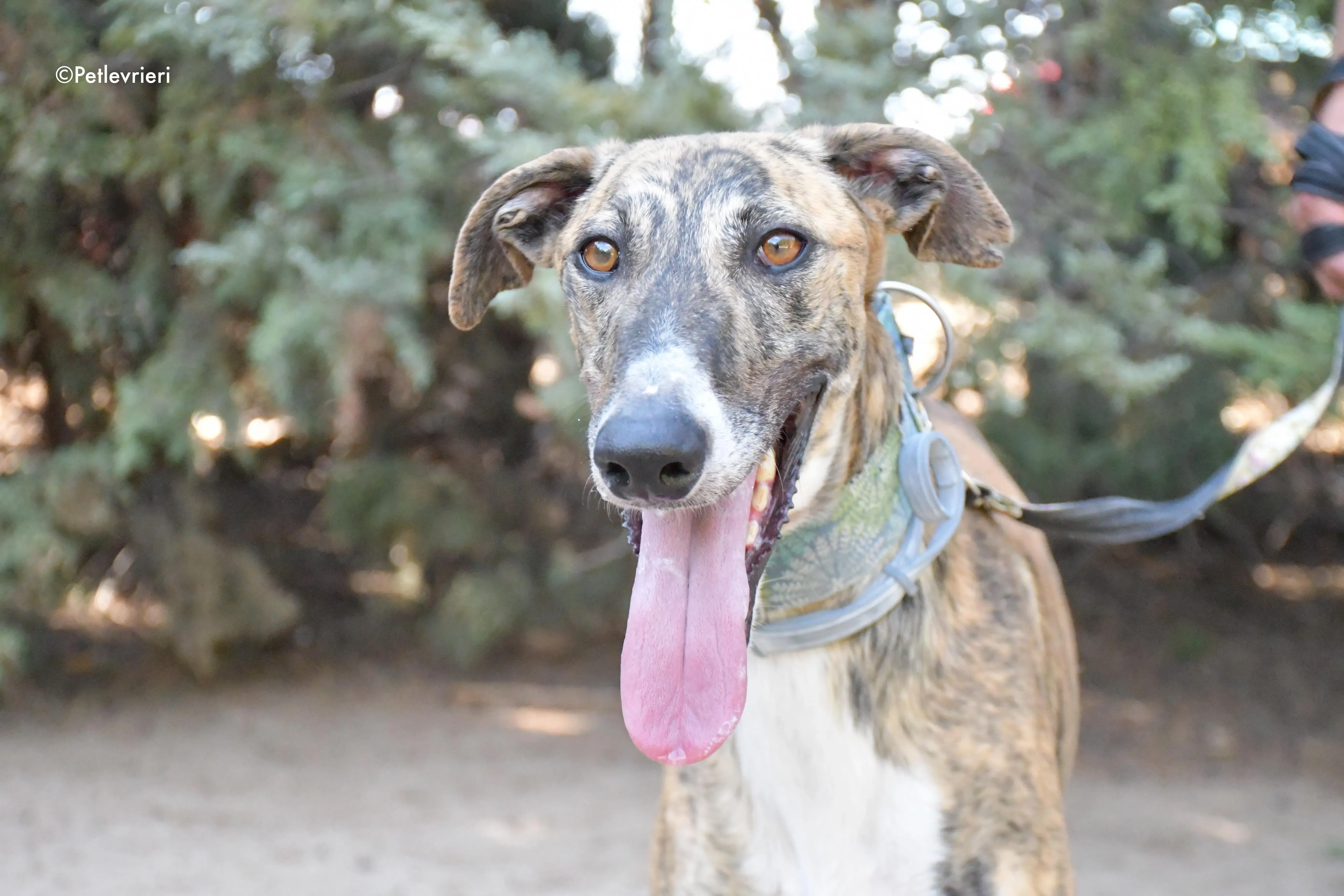 calcetines adozione levrieri galgo 2