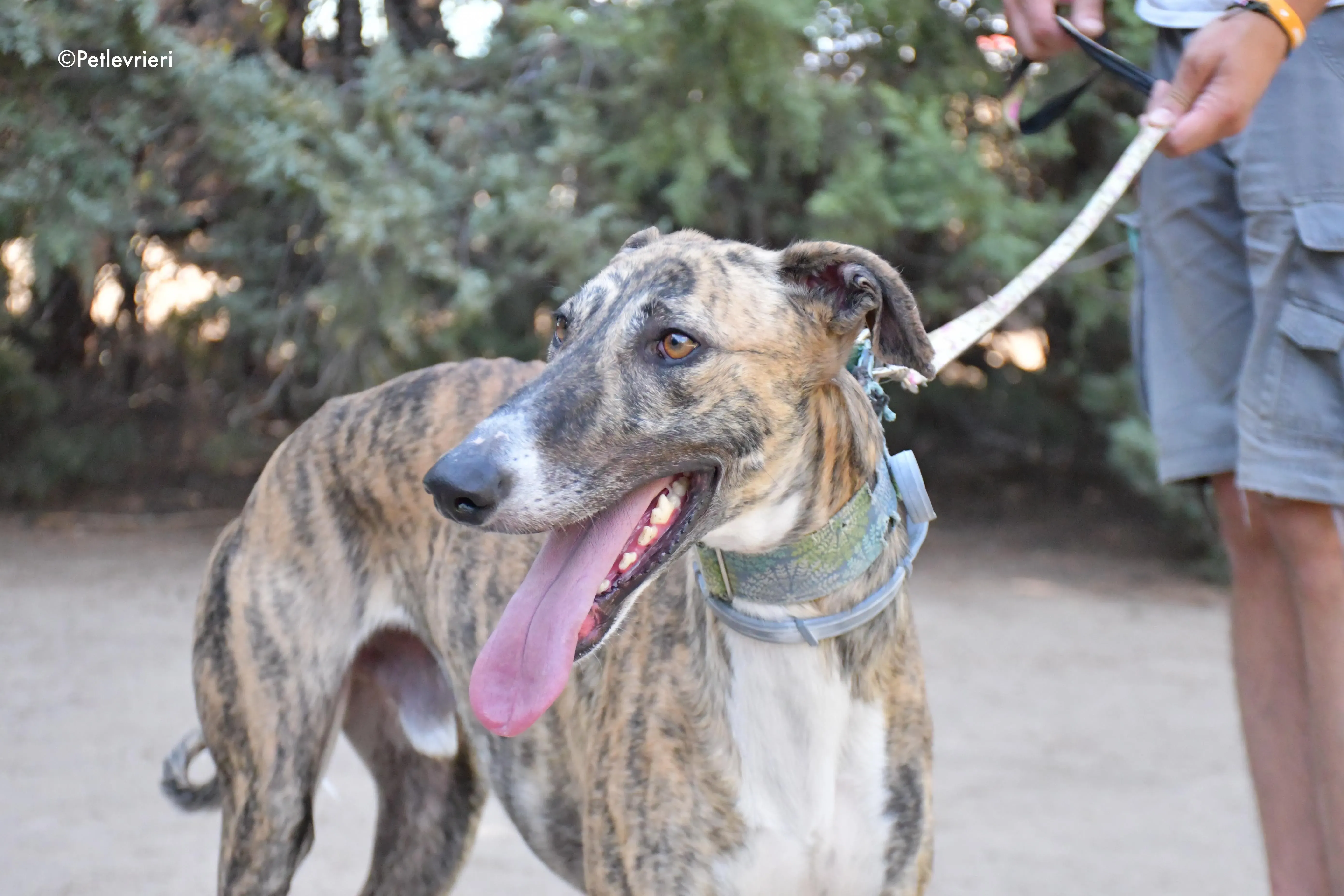 calcetines adozione levrieri galgo 3