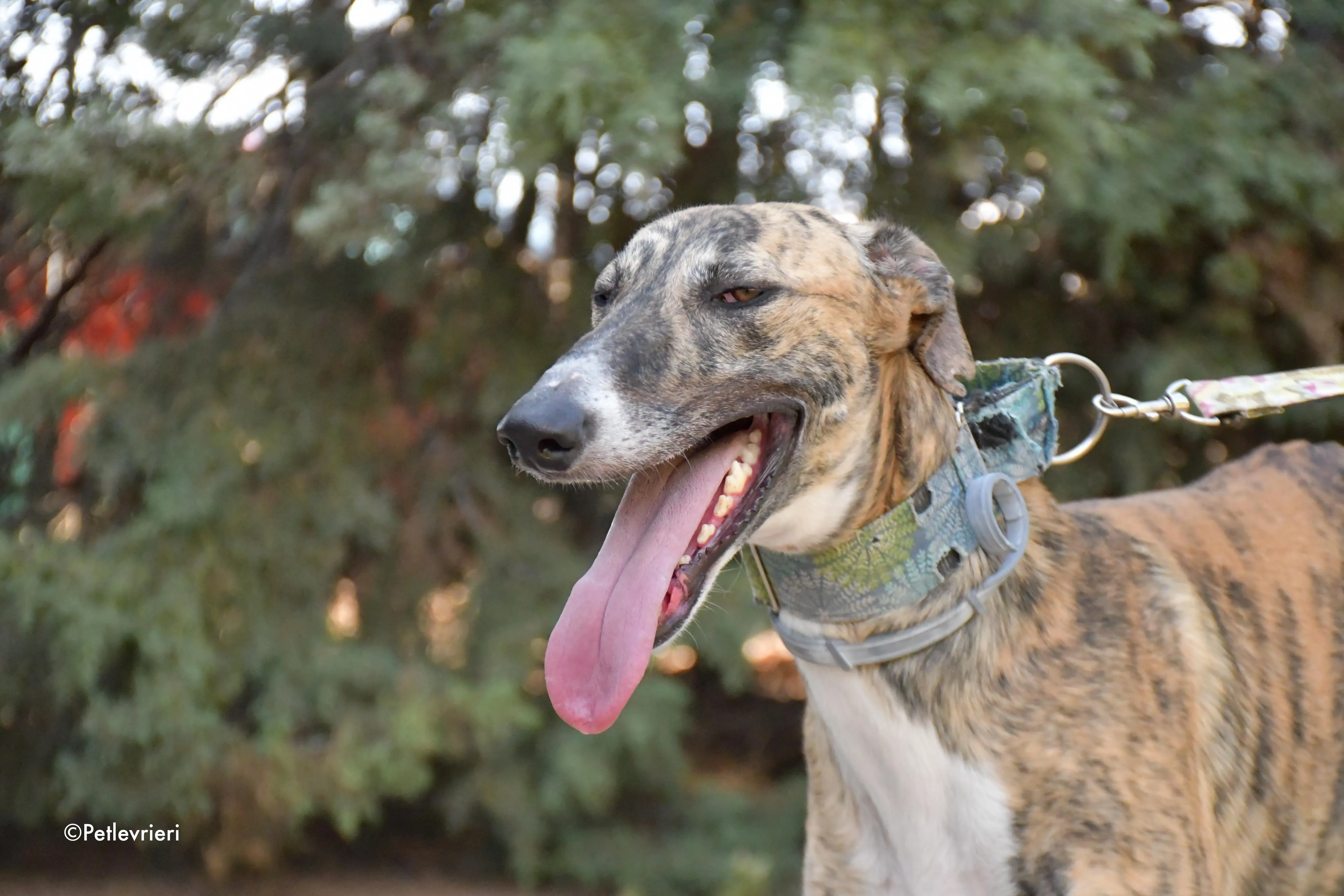 calcetines adozione levrieri galgo 4