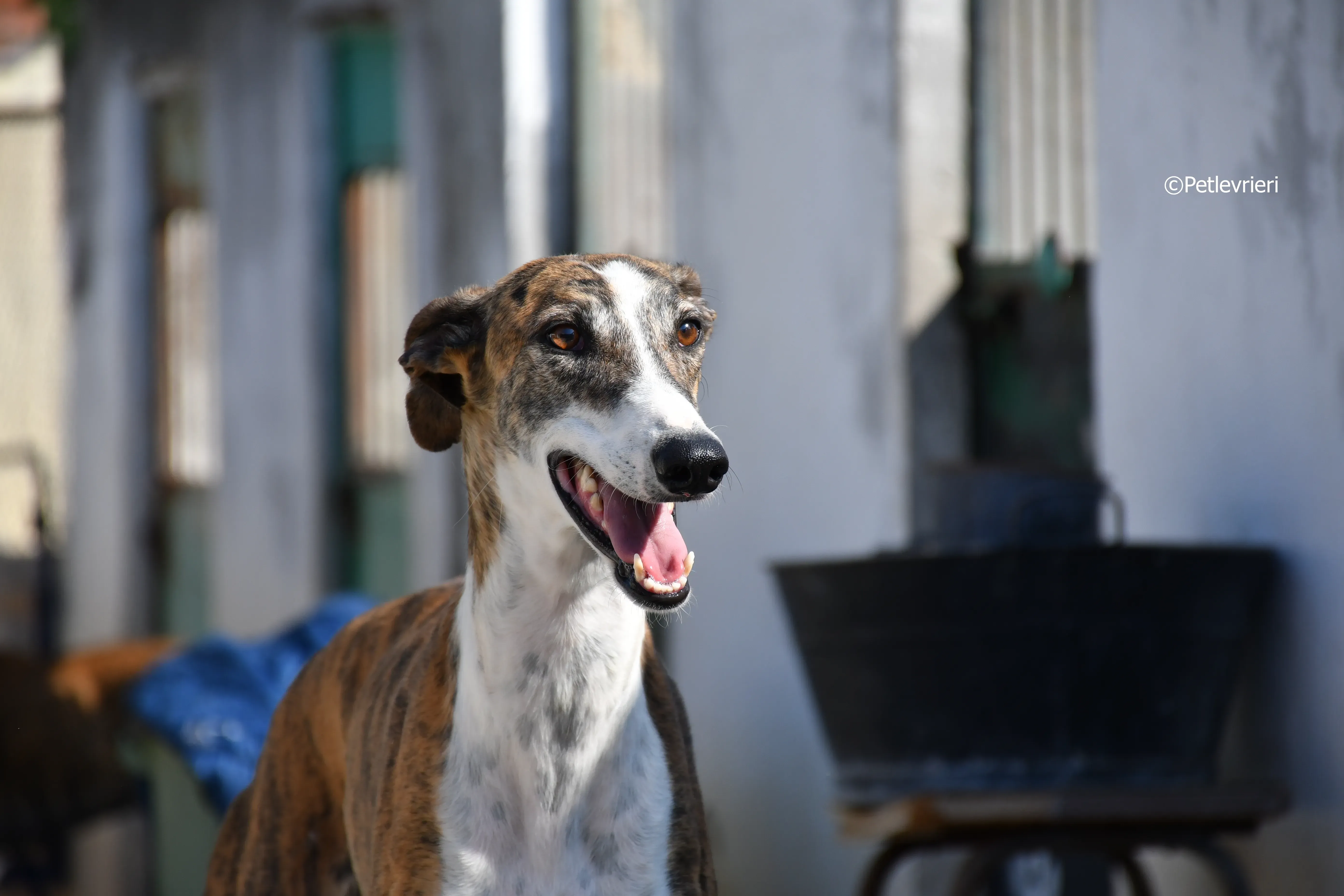calcetines adozione levrieri galgo 5