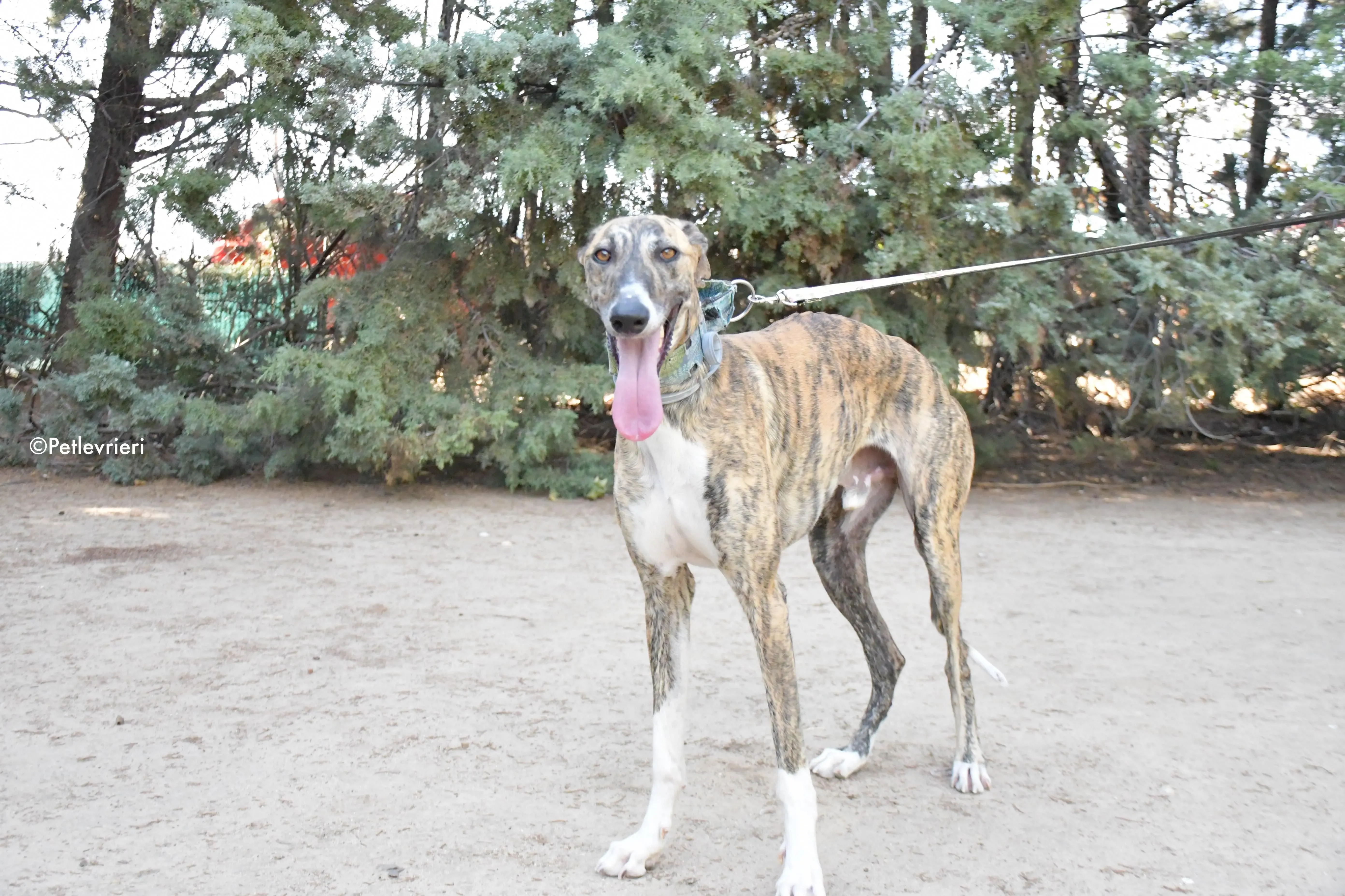 calcetines adozione levrieri galgo 5