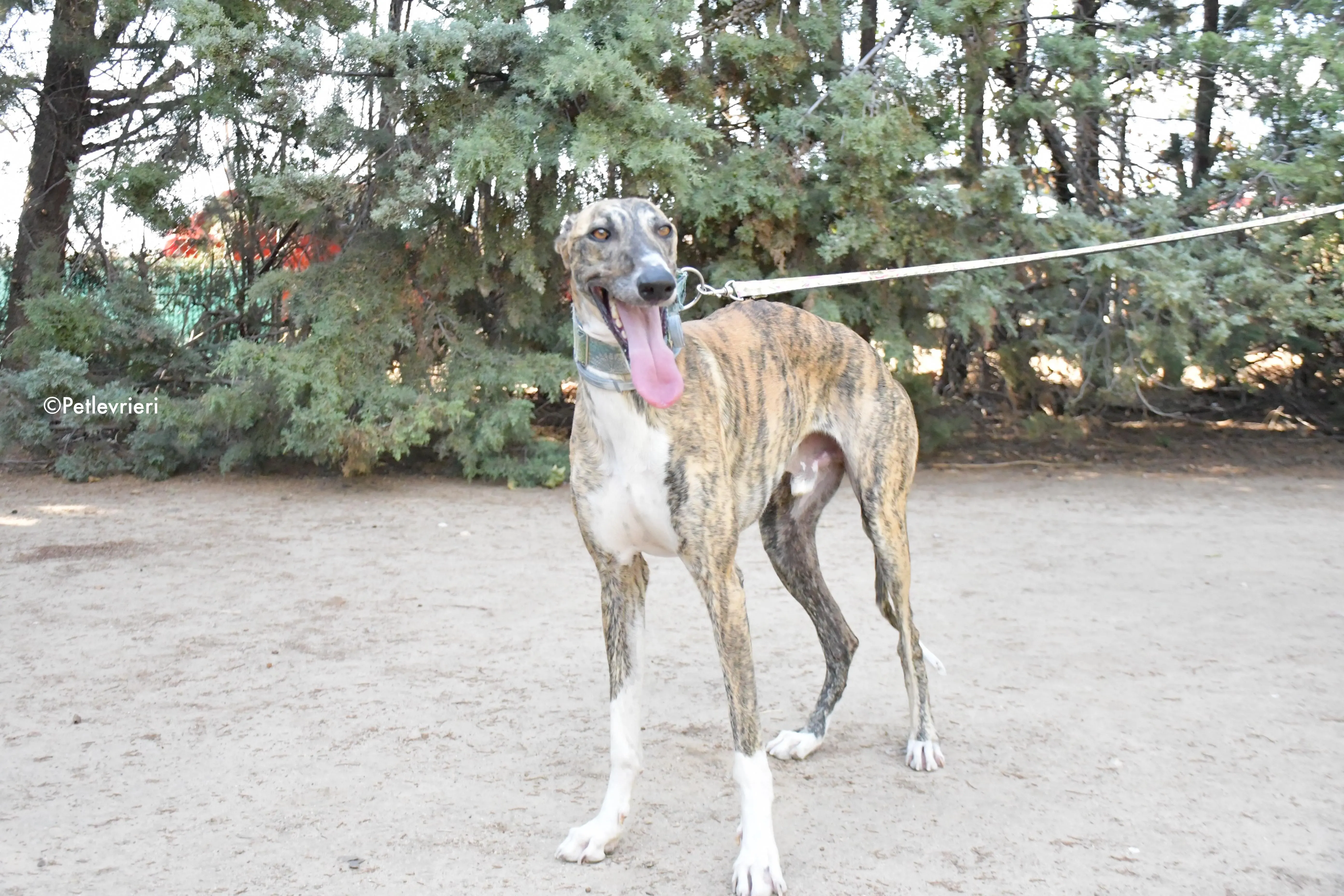 calcetines adozione levrieri galgo 6