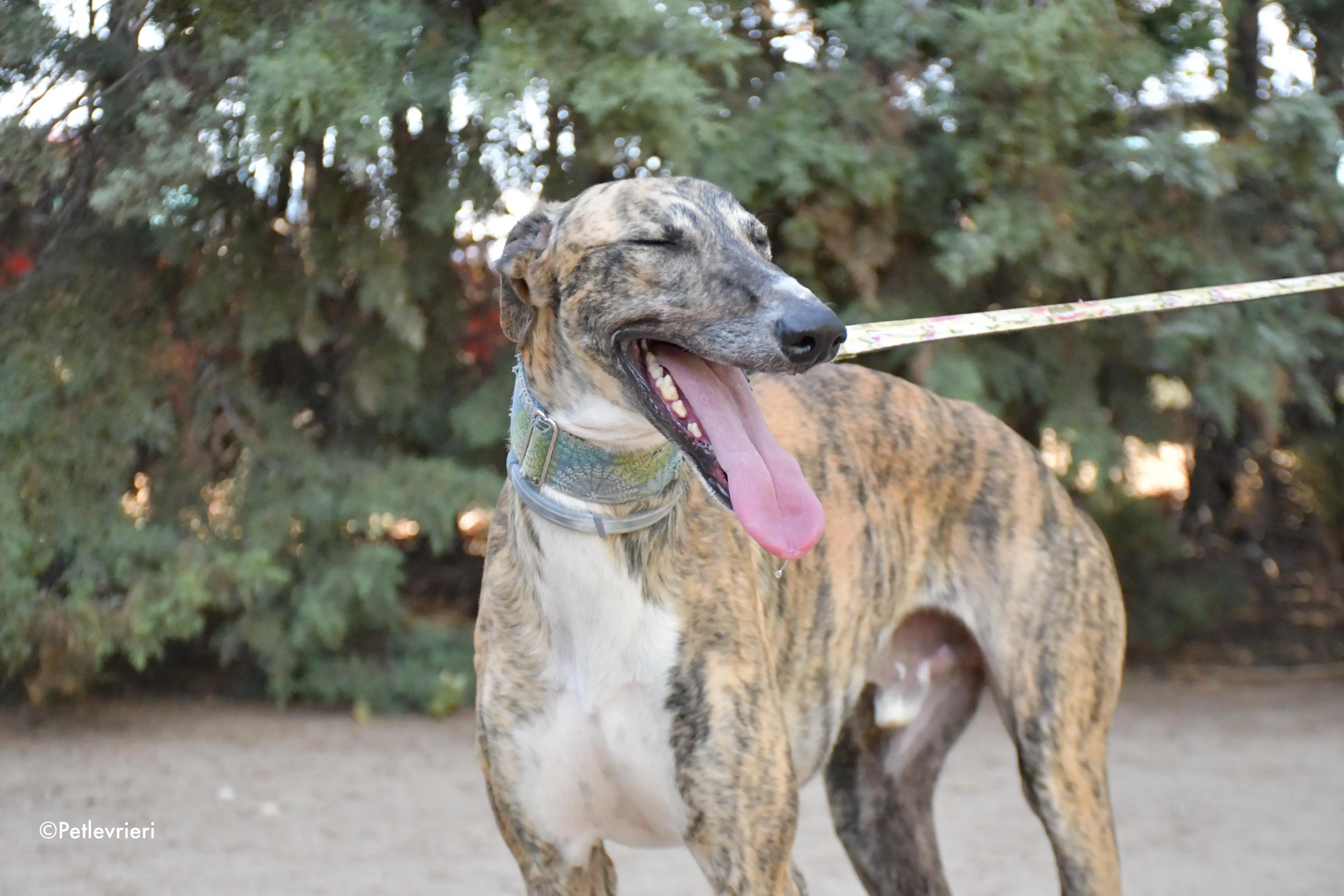 calcetines adozione levrieri galgo 7