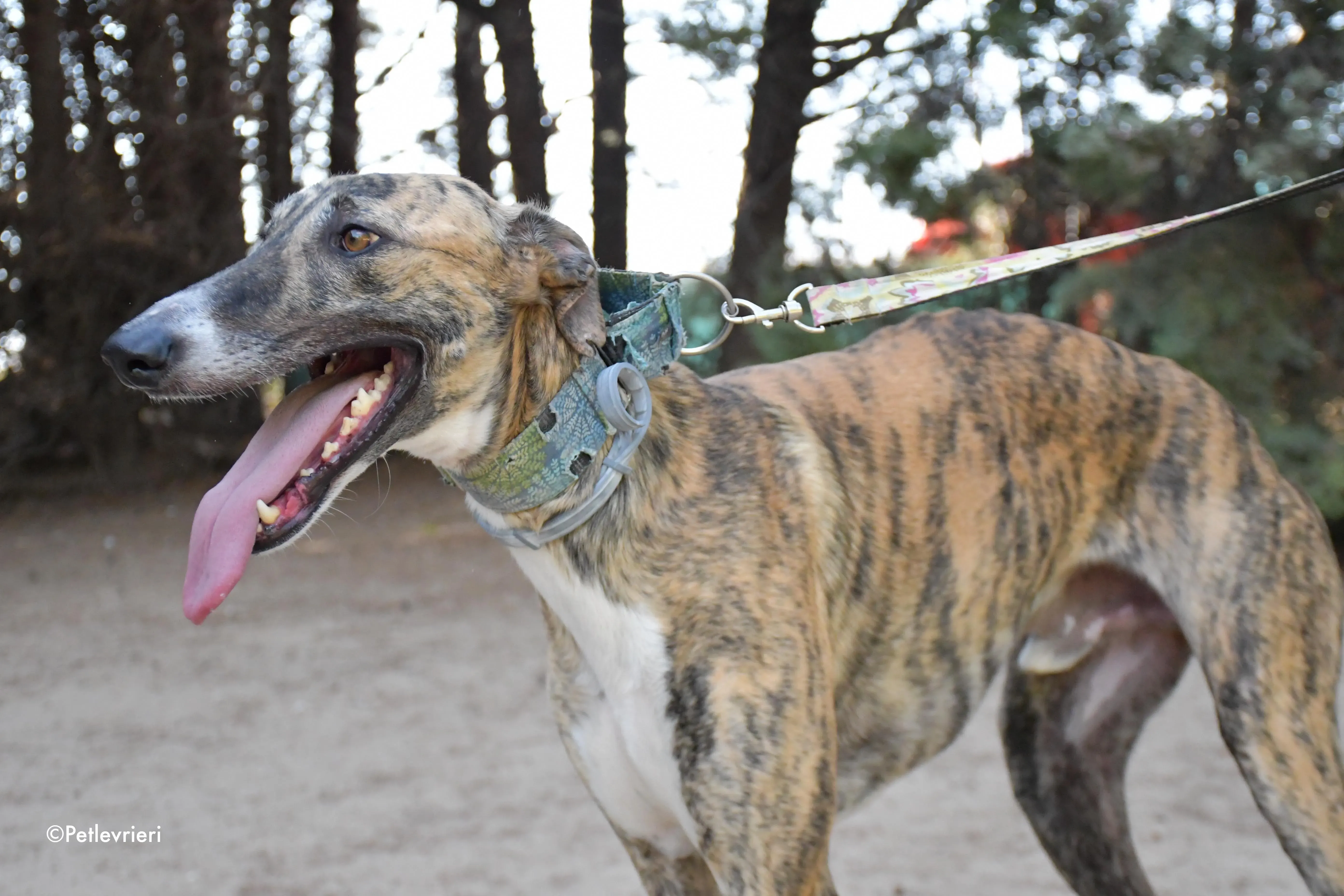 calcetines adozione levrieri galgo 8