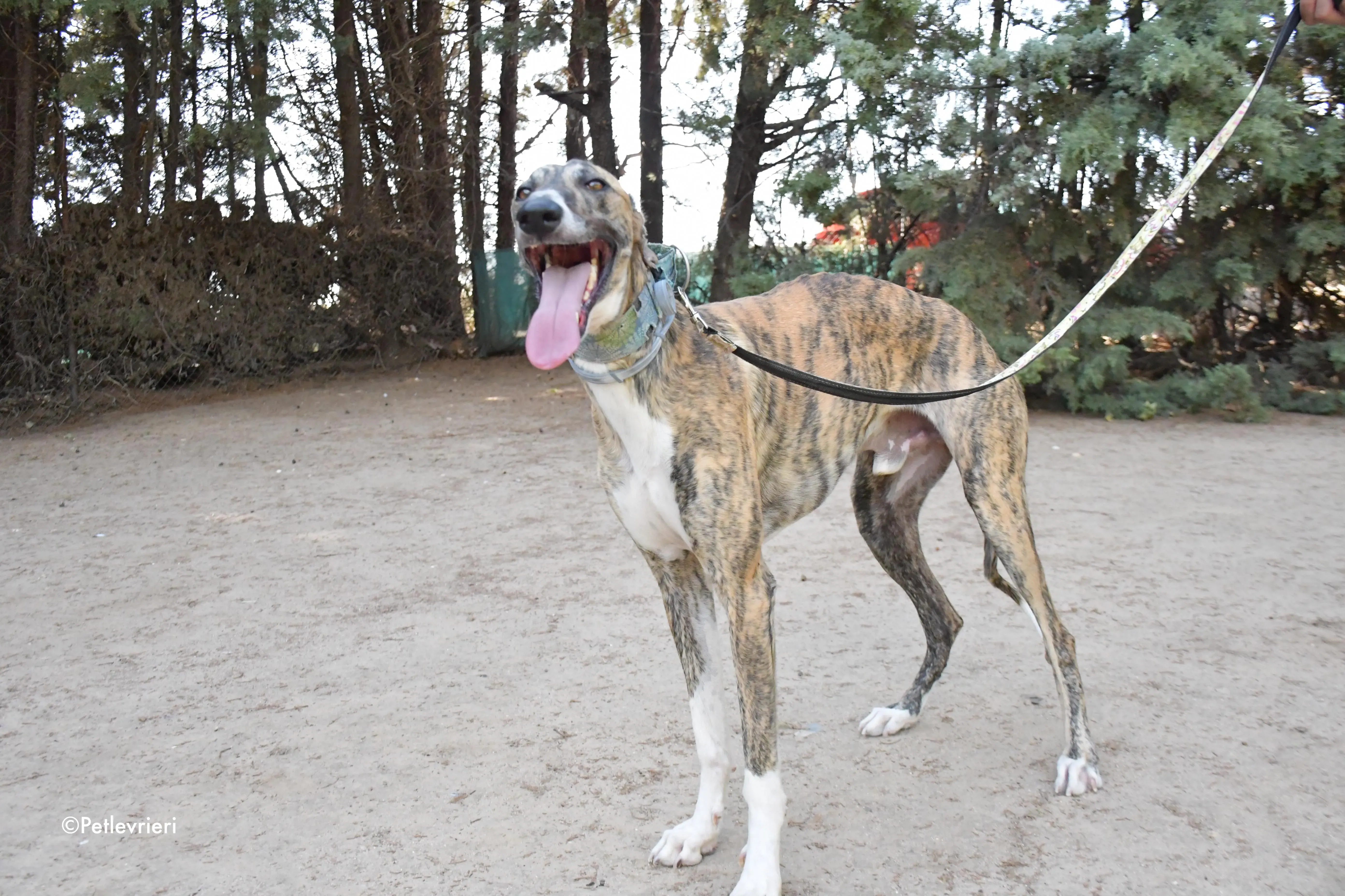 calcetines adozione levrieri galgo 9