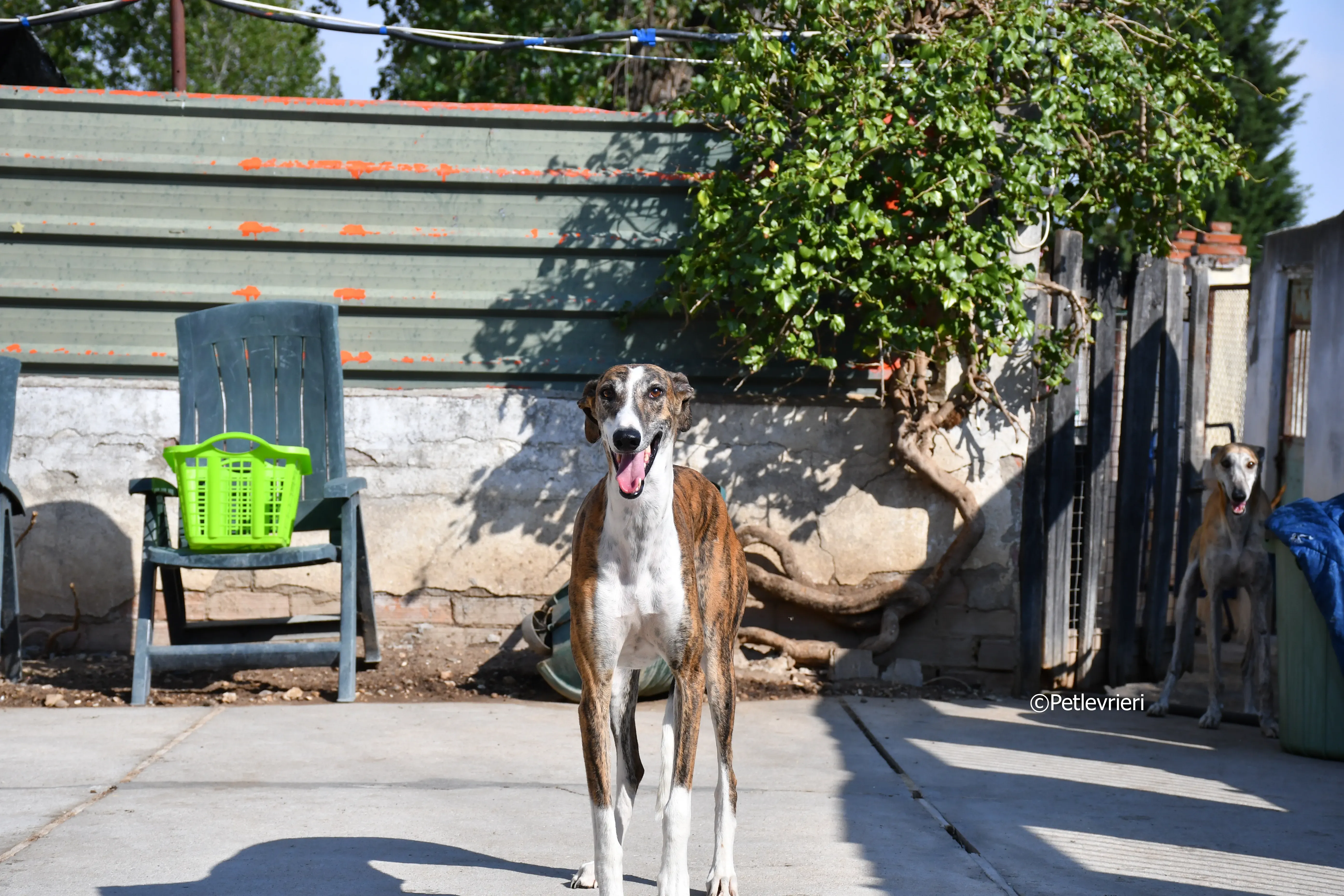 calcetines adozione levrieri galgo 7