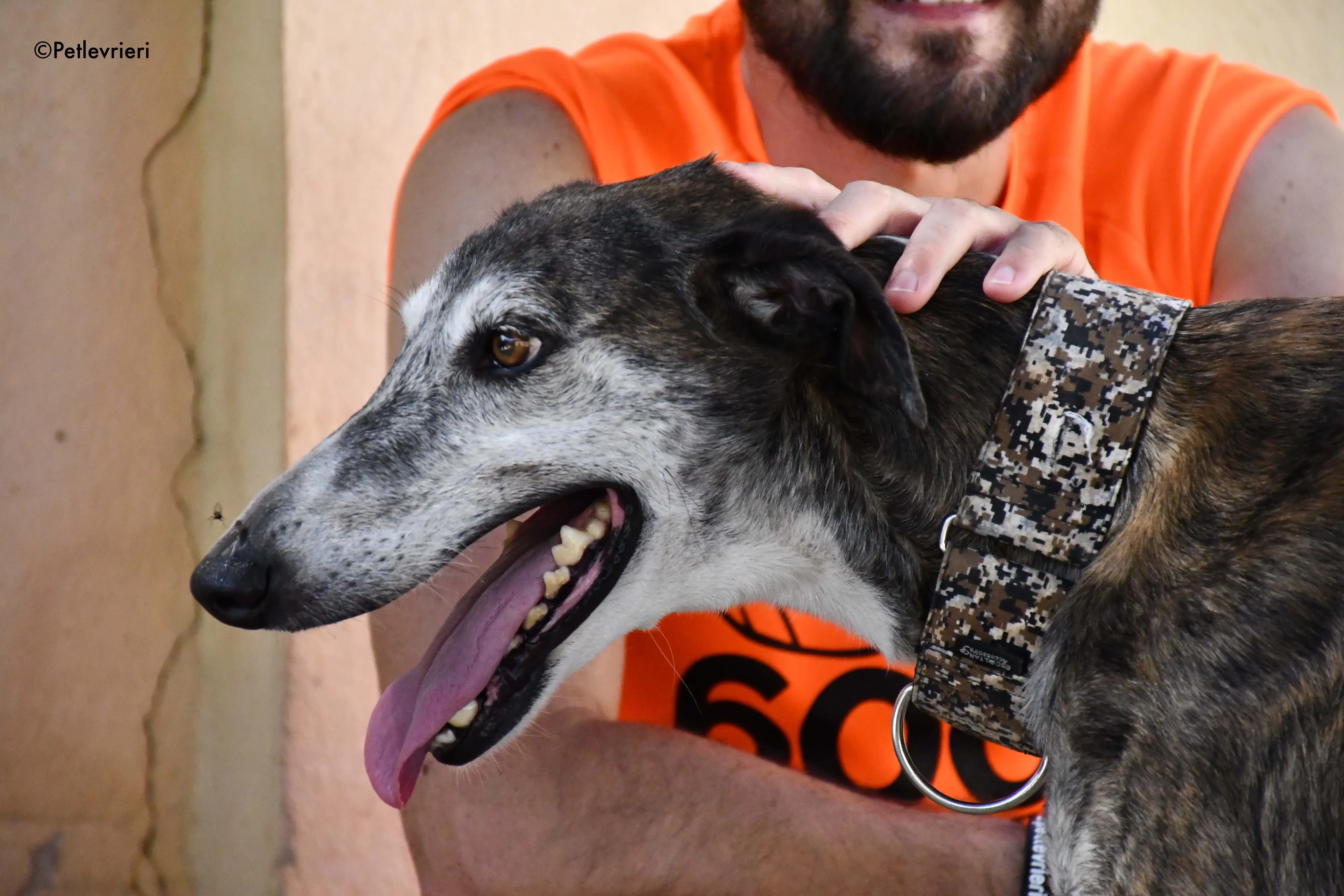 cali adozione levrieri galgo 1