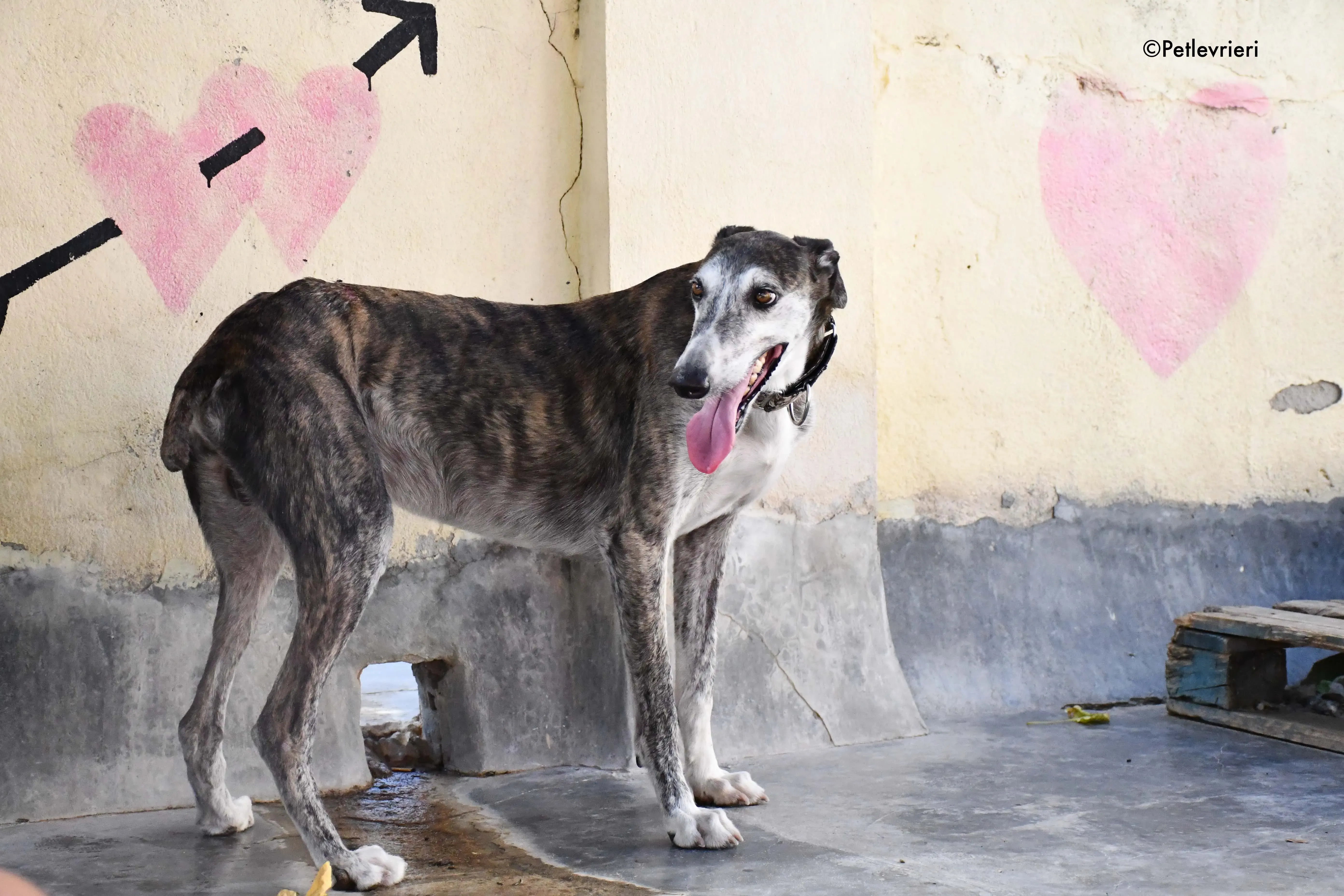 cali adozione levrieri galgo 10