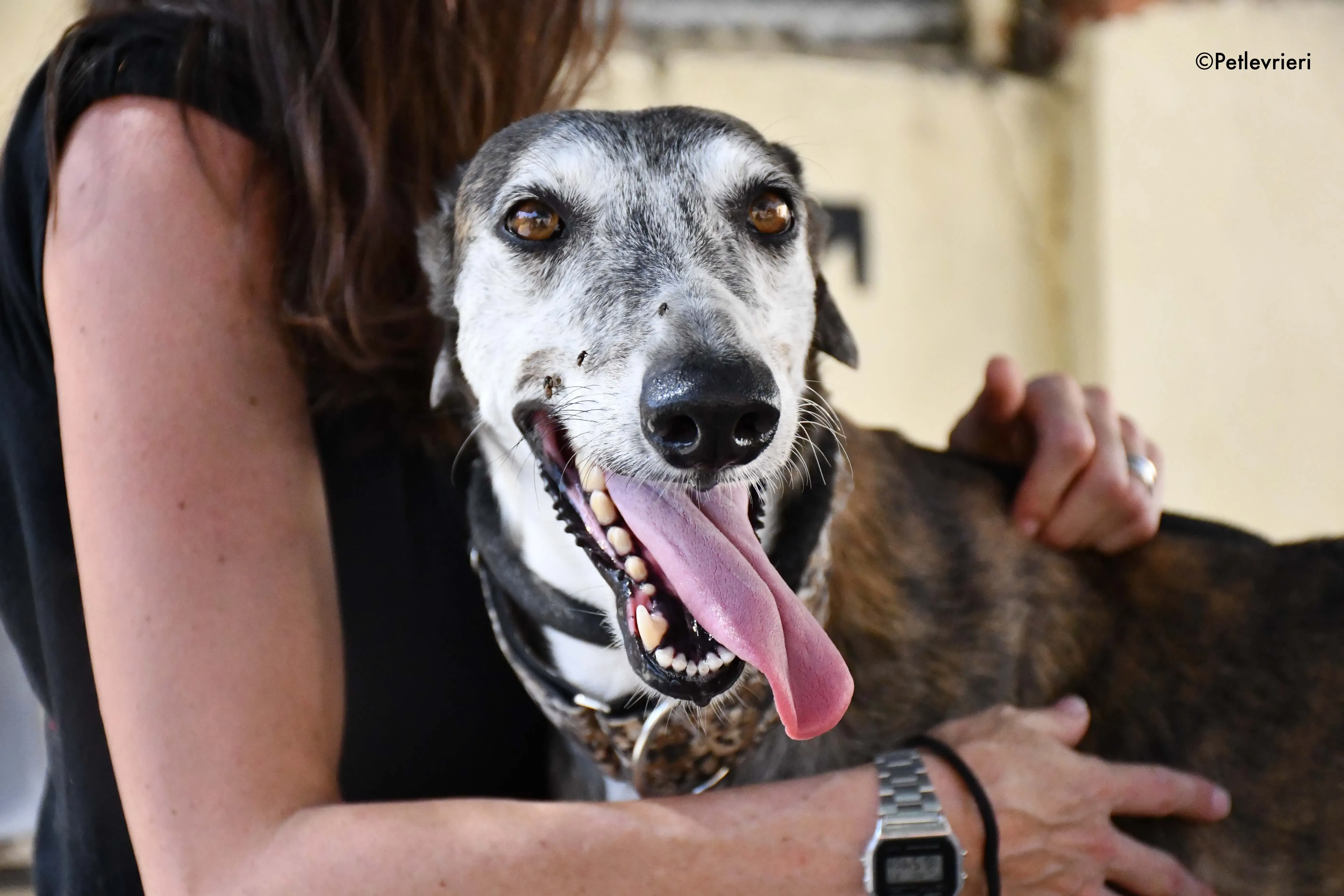 cali adozione levrieri galgo 11