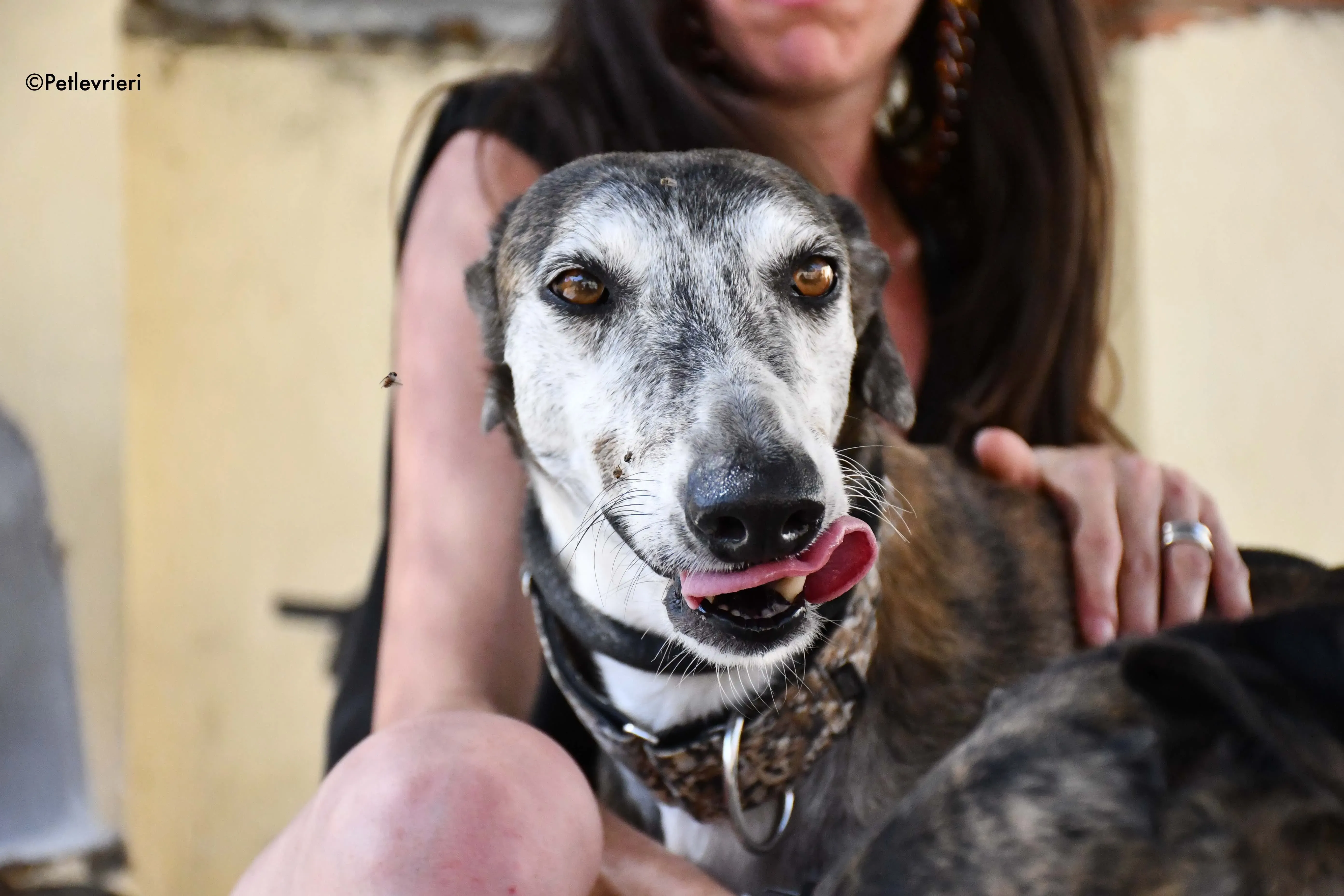 cali adozione levrieri galgo 12