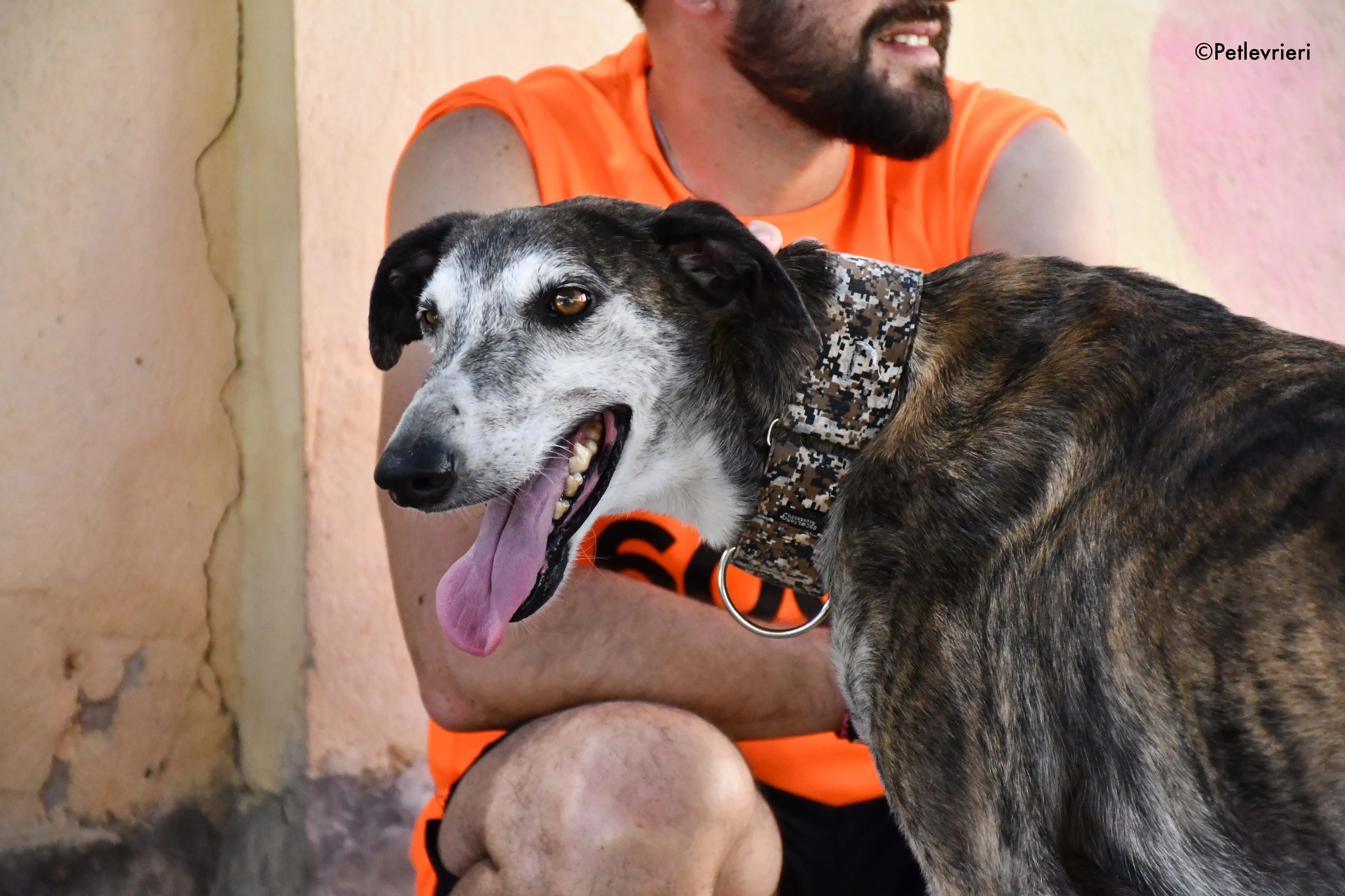 cali adozione levrieri galgo 2