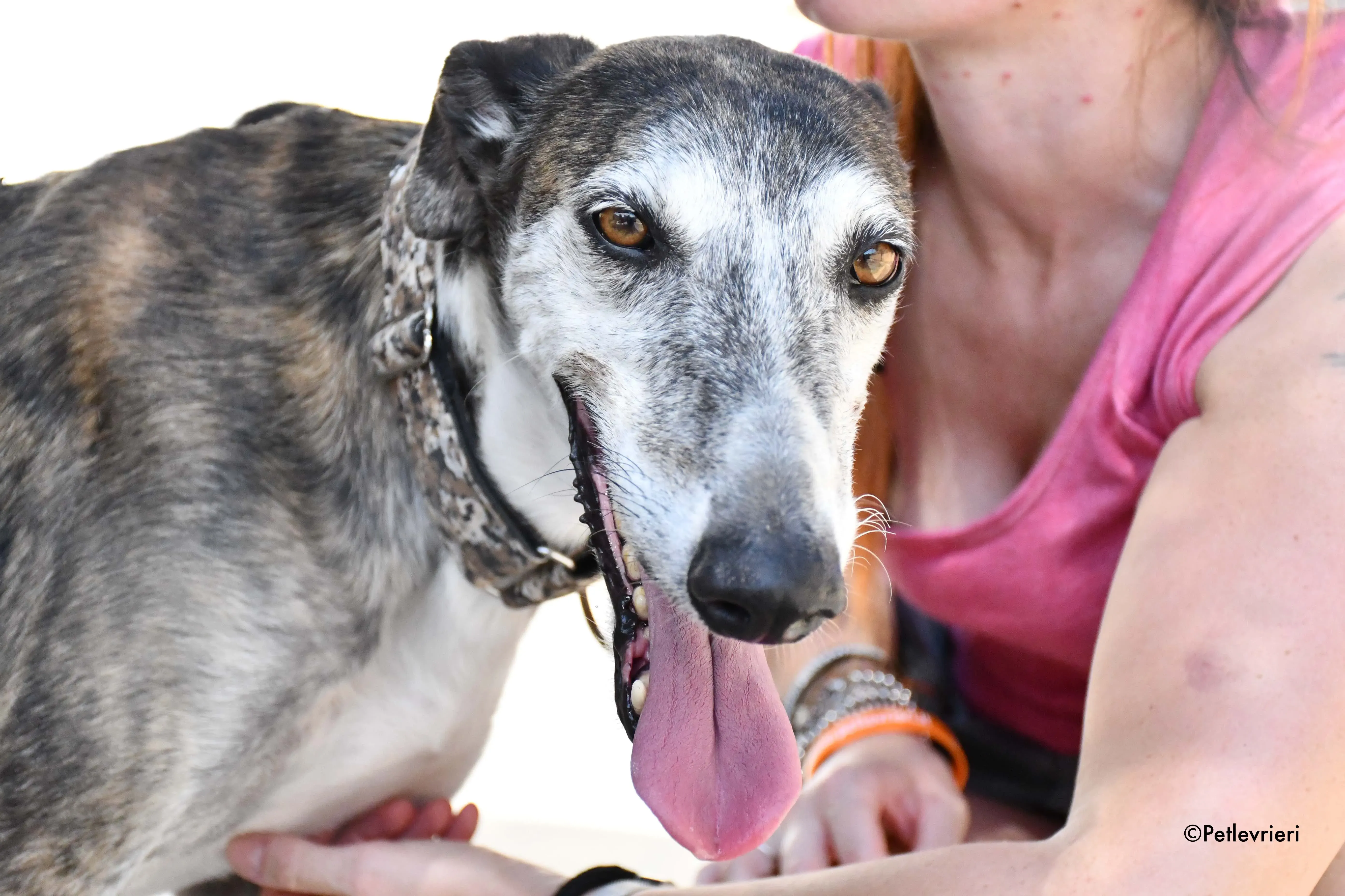 cali adozione levrieri galgo 4