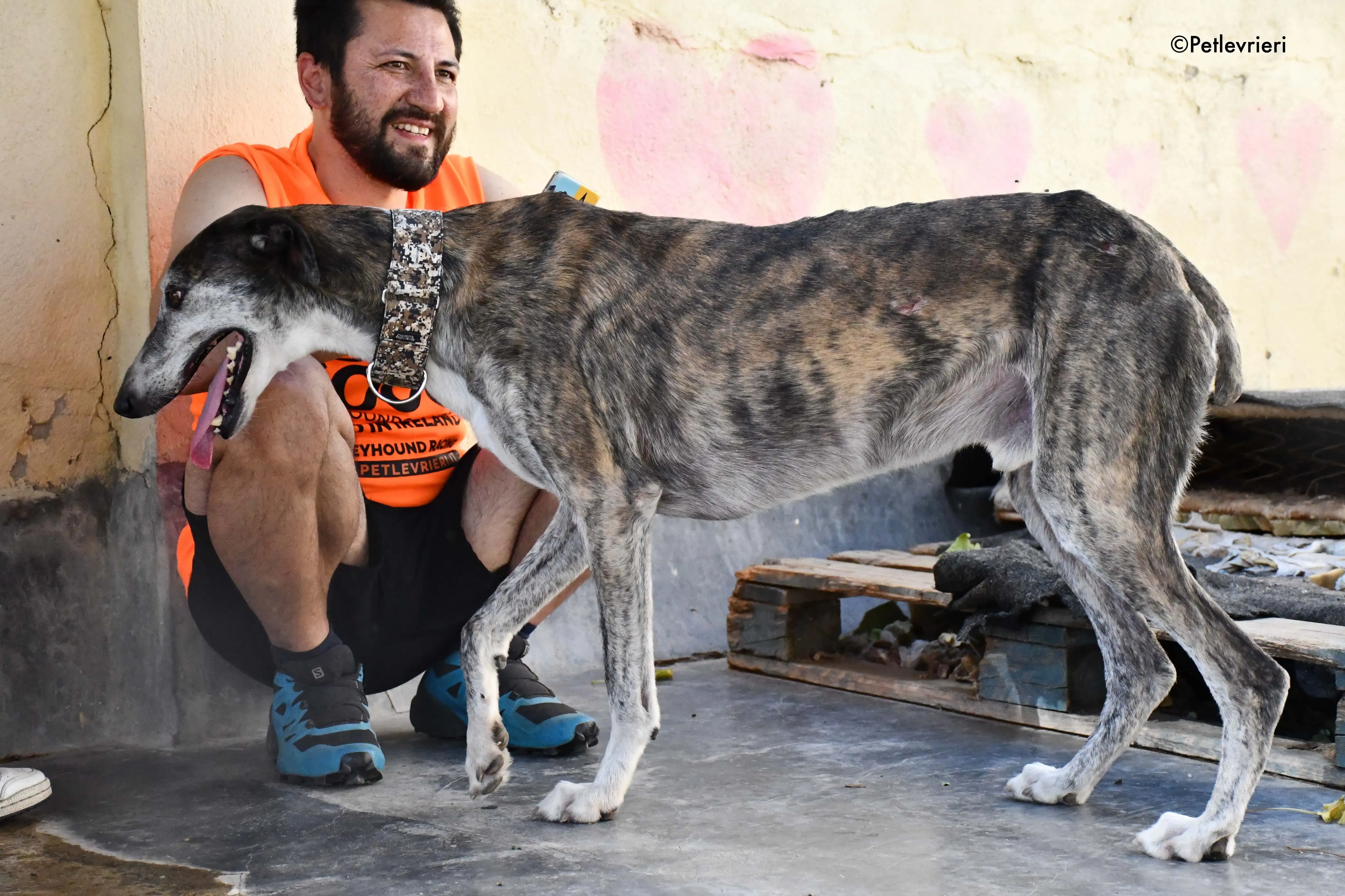 cali adozione levrieri galgo 5