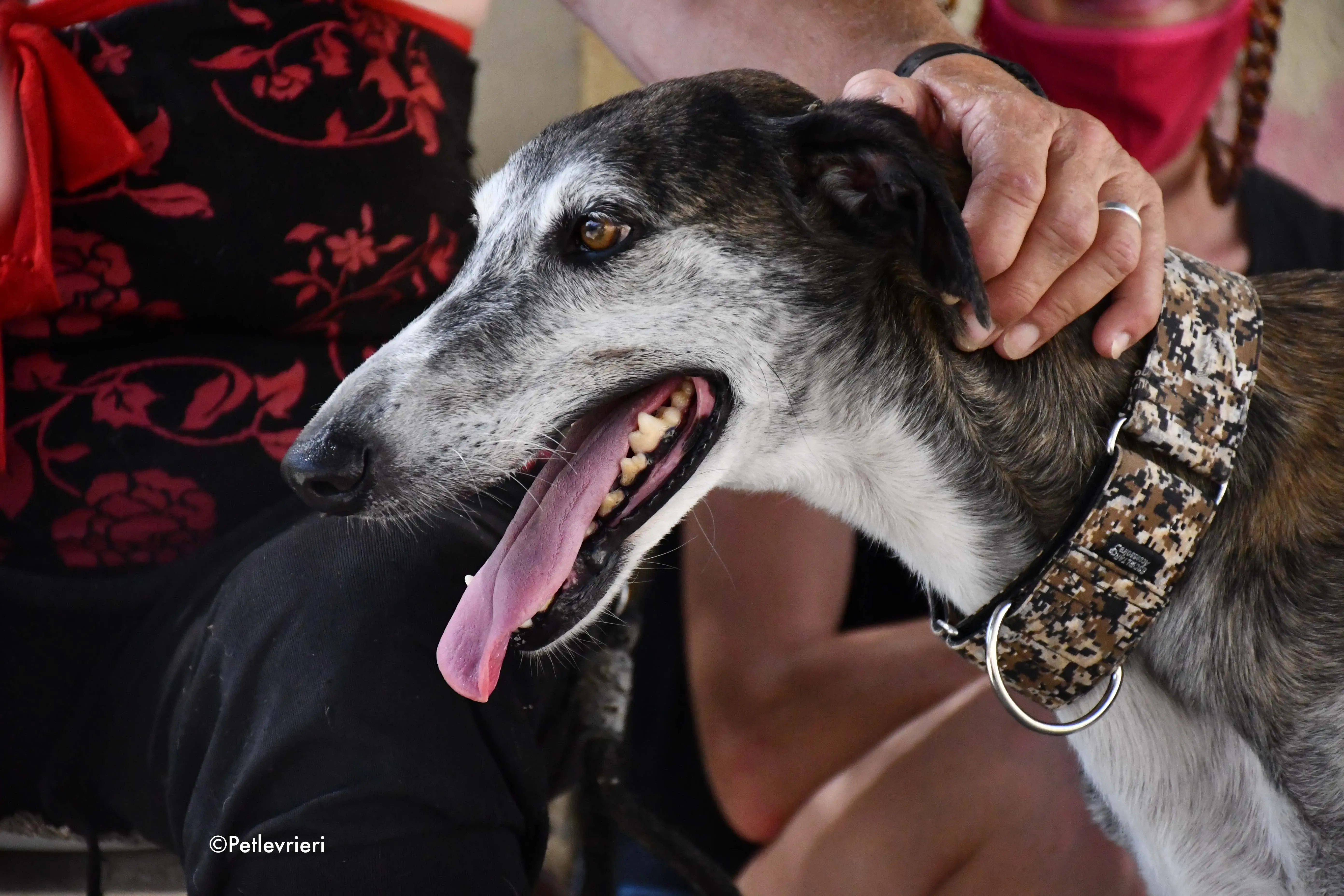 cali adozione levrieri galgo 6