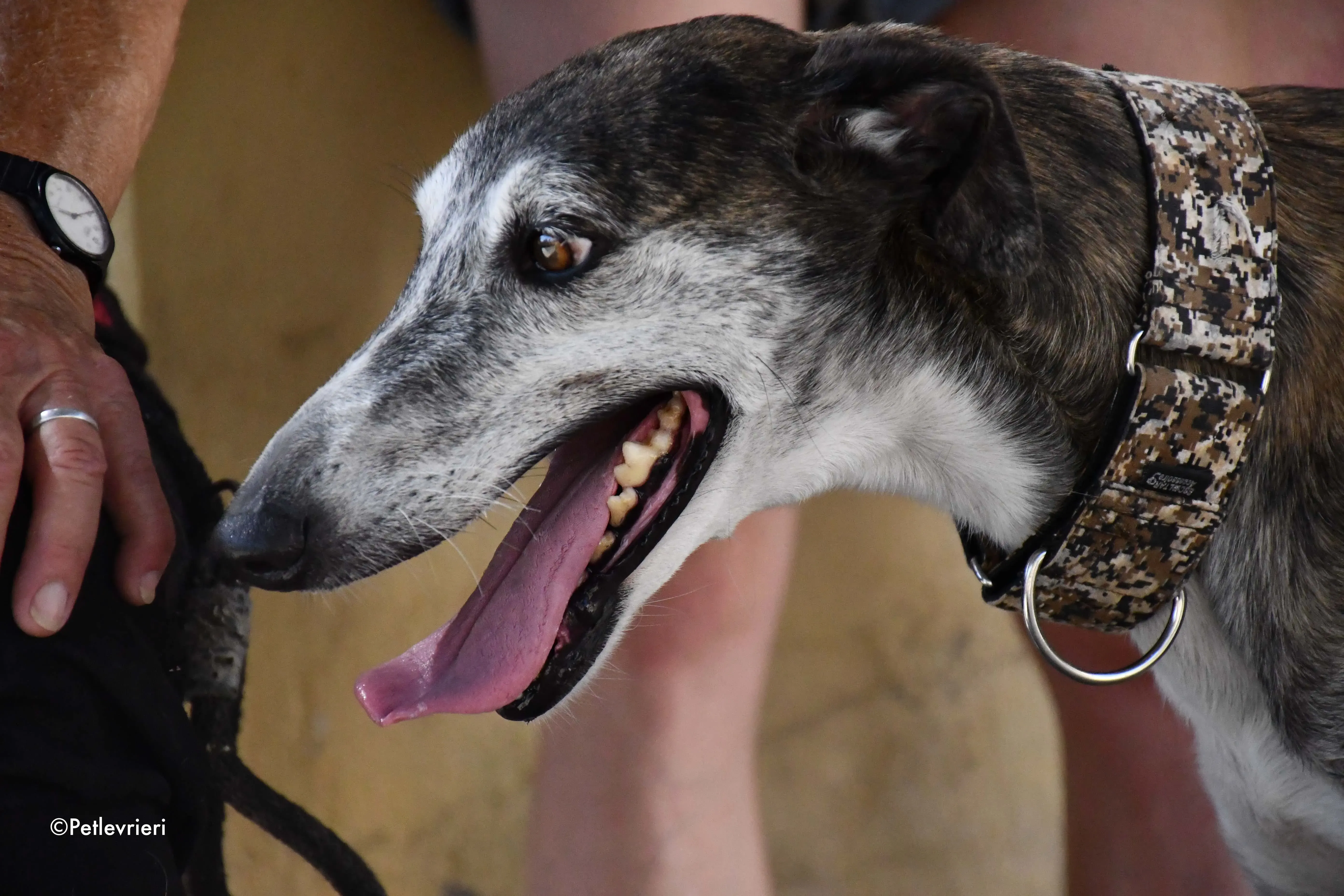 cali adozione levrieri galgo 7