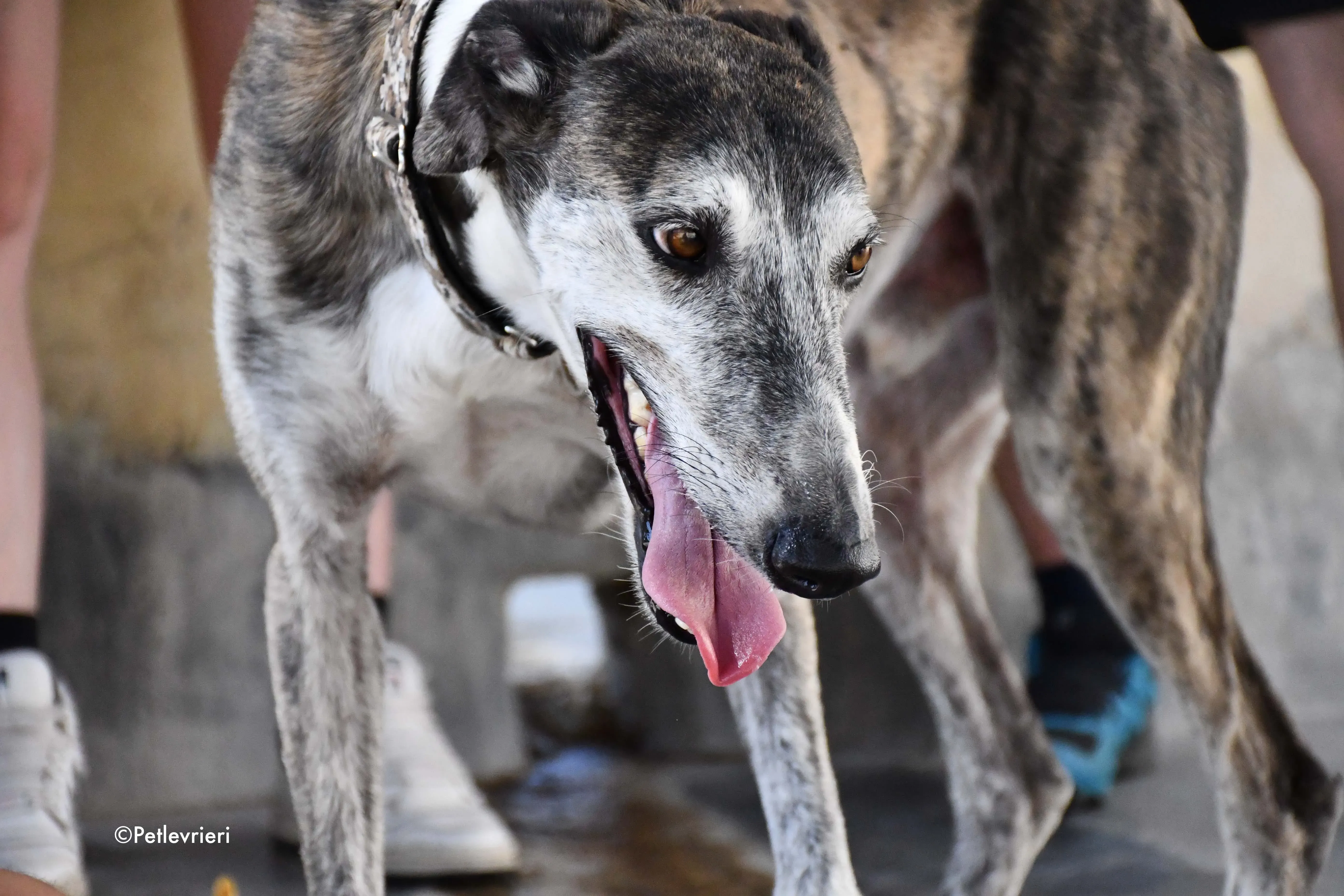 cali adozione levrieri galgo 8