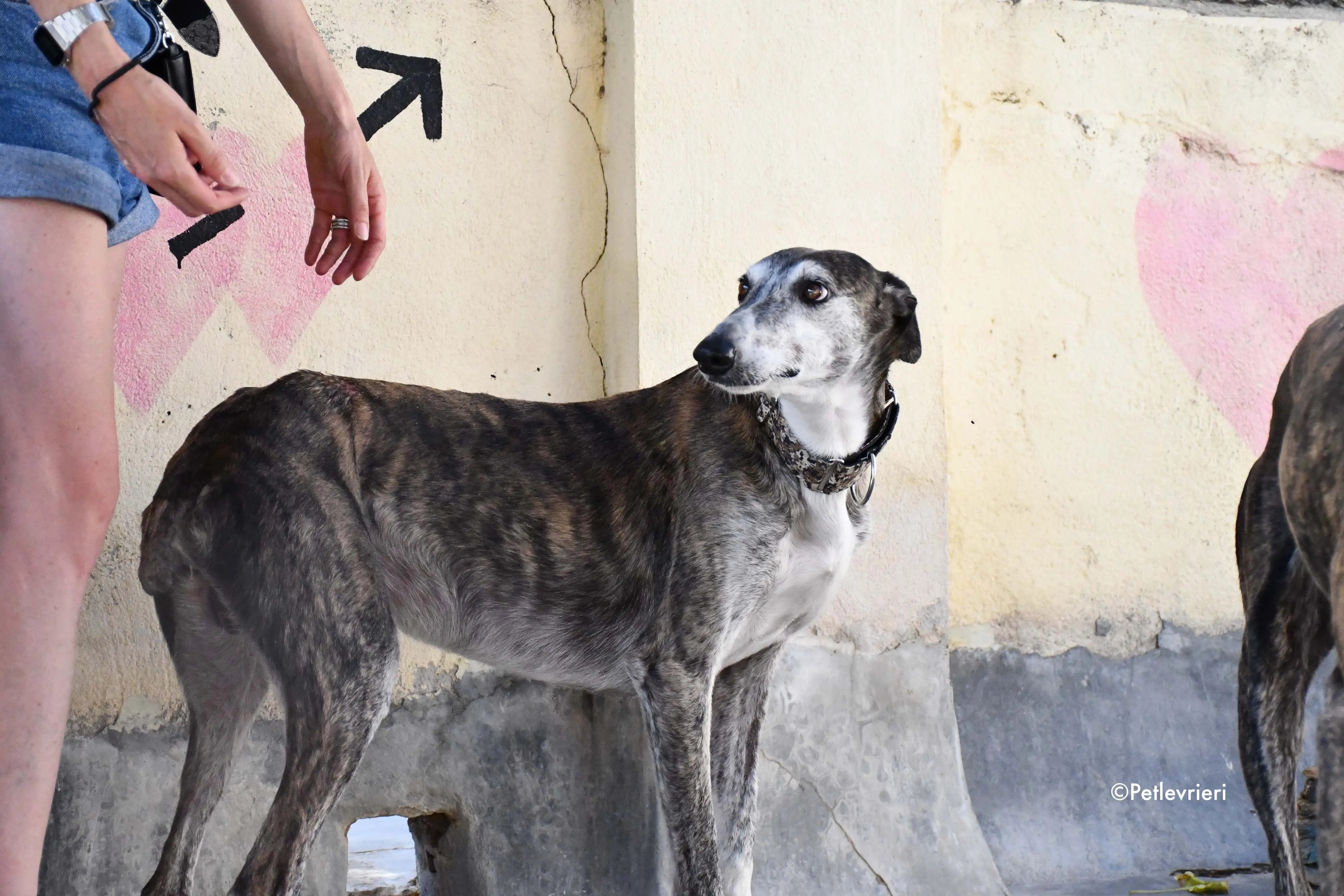 cali adozione levrieri galgo 9