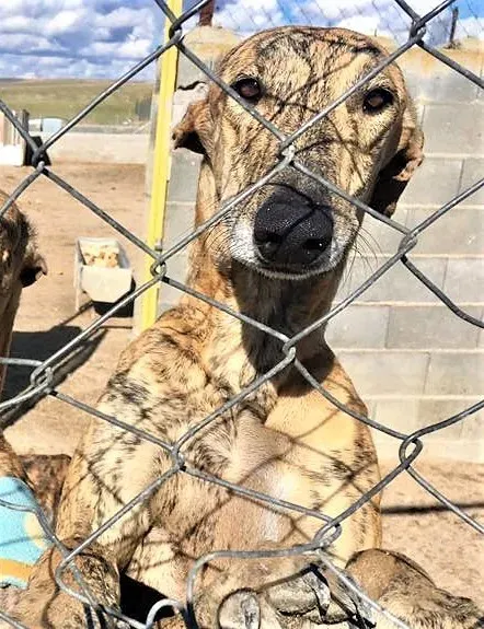 calimero nel paddock