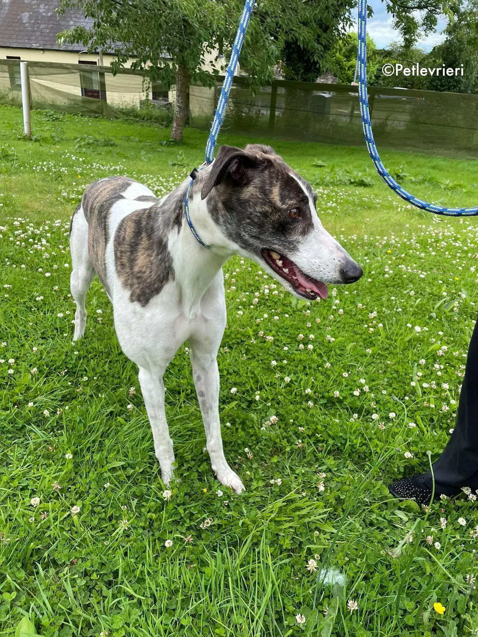 callie adozione levrieri greyhound 10