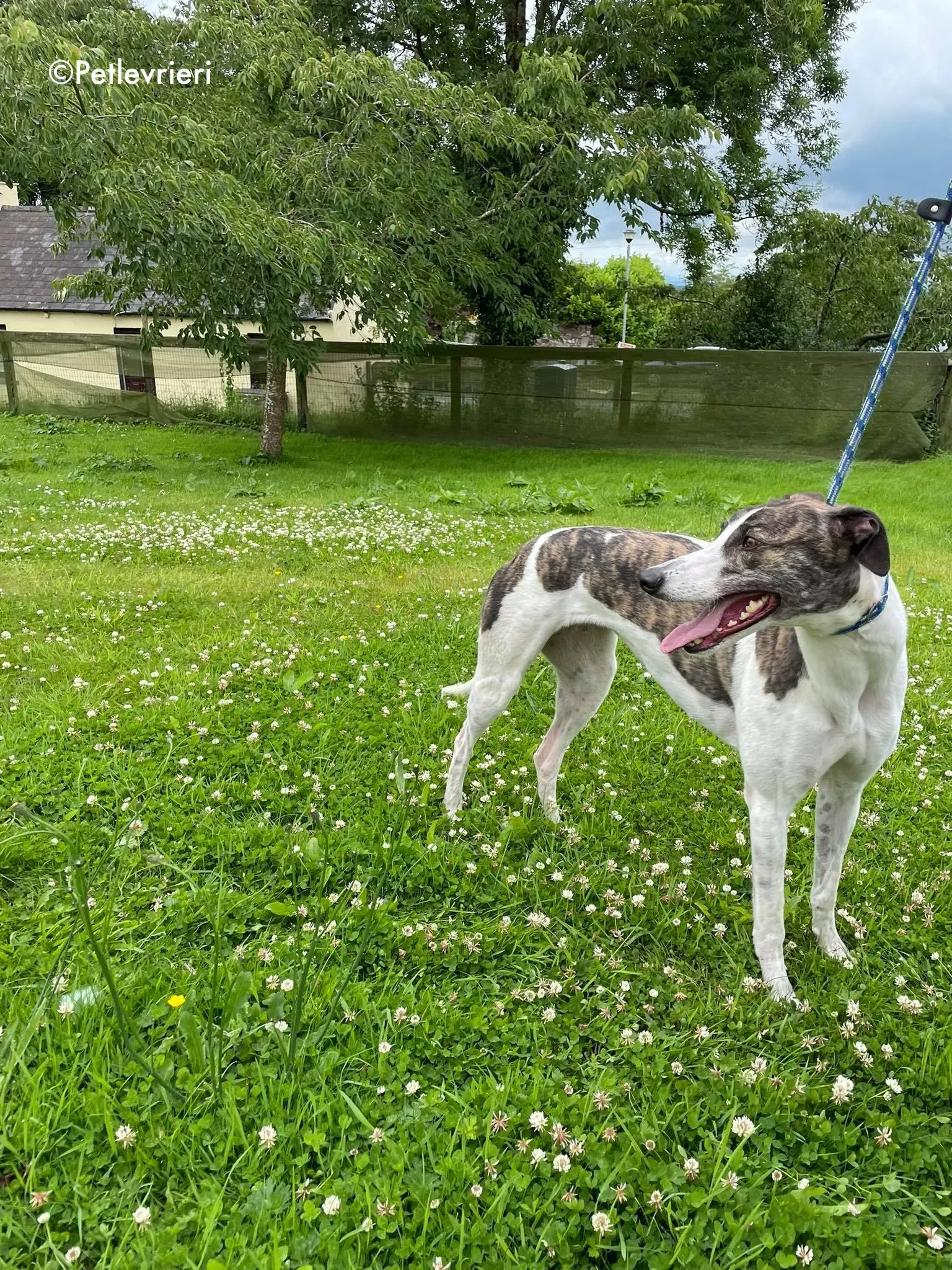 callie adozione levrieri greyhound 11