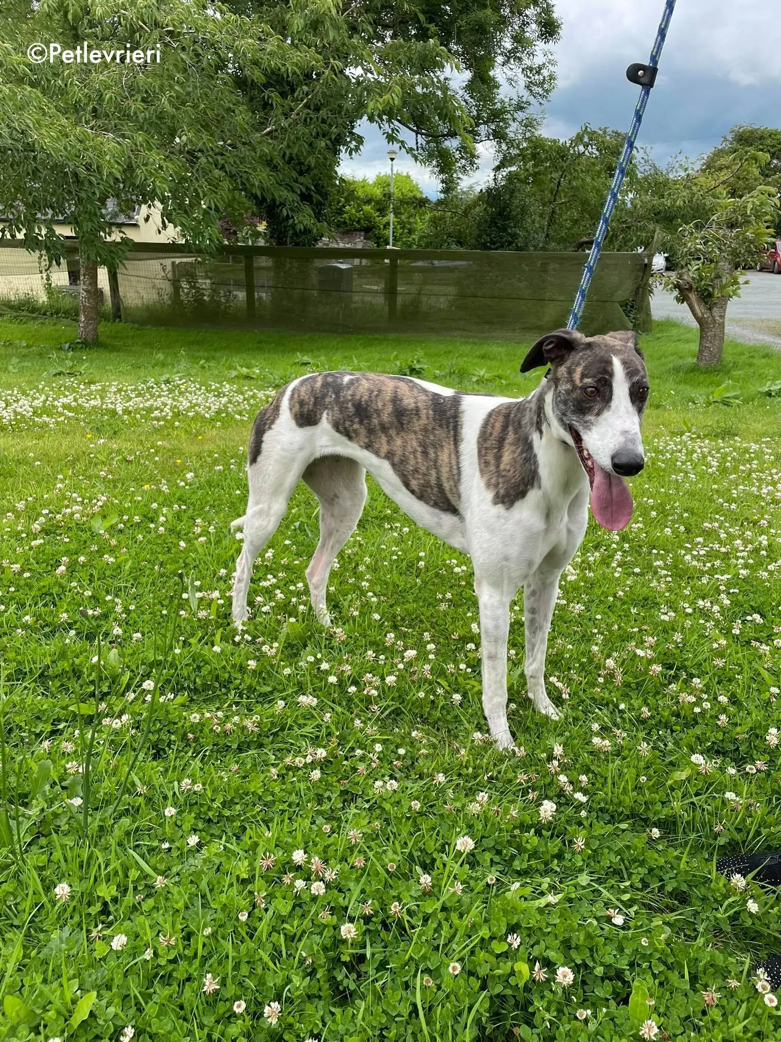 callie adozione levrieri greyhound 12