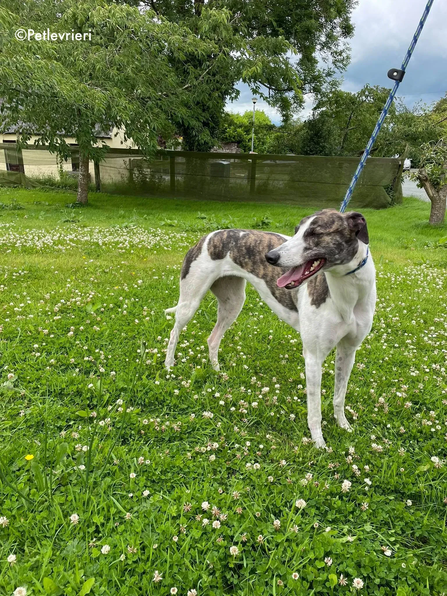 callie adozione levrieri greyhound 13