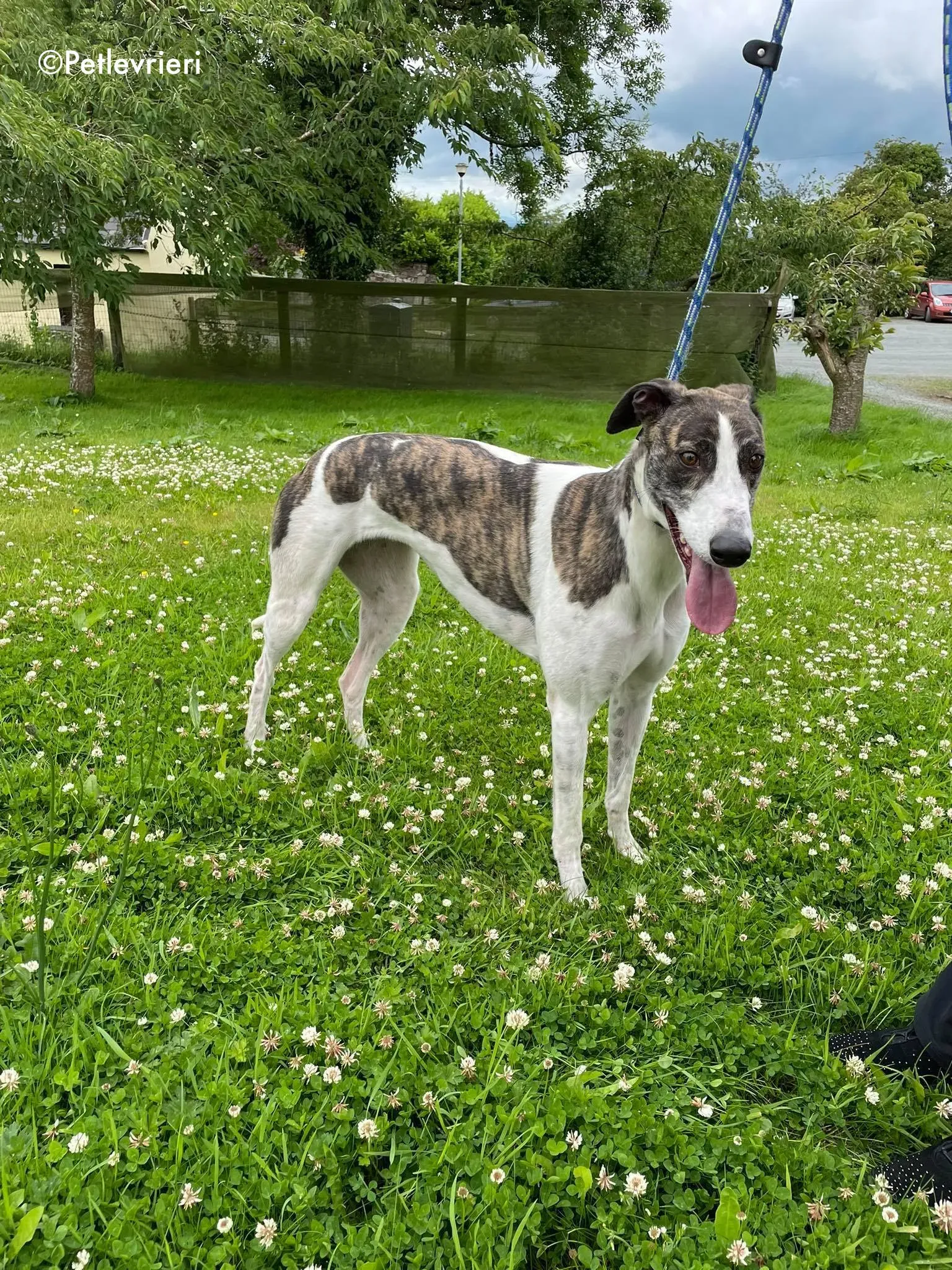 callie adozione levrieri greyhound 14