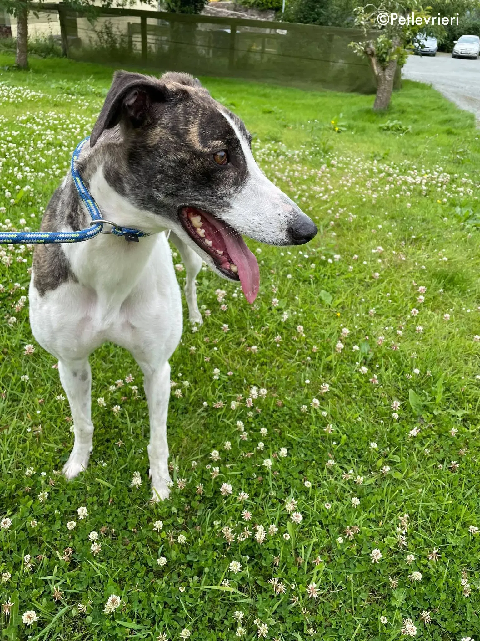 callie adozione levrieri greyhound 15