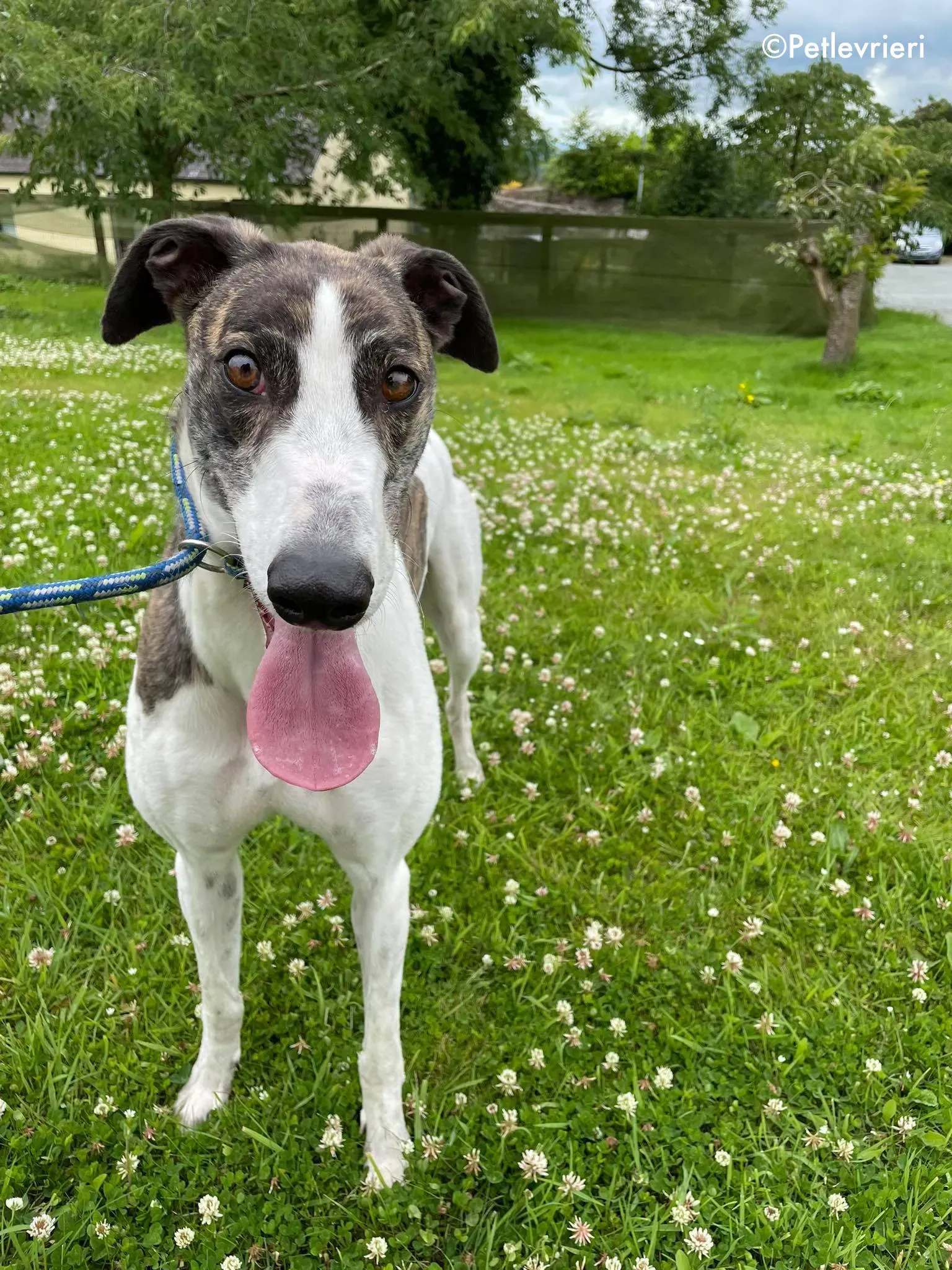 callie adozione levrieri greyhound 16